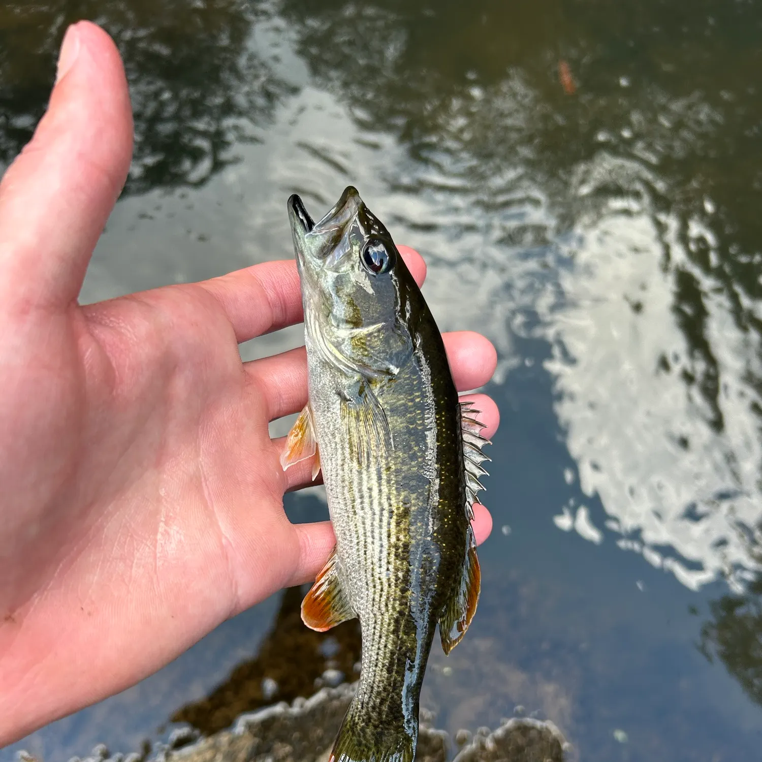 The most recent Chattahoochee bass catches on Fishbrain