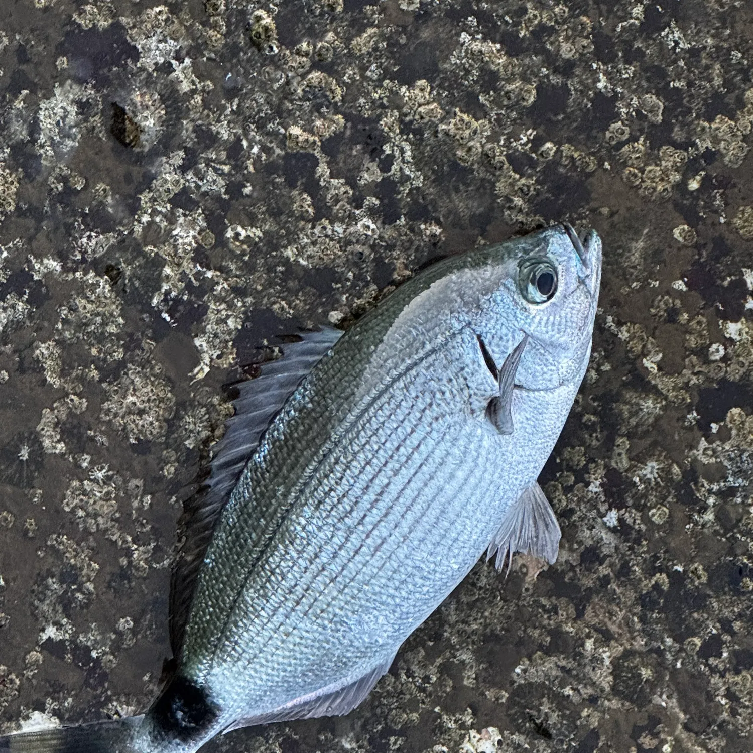 The most recent Goldlined seabream catches on Fishbrain