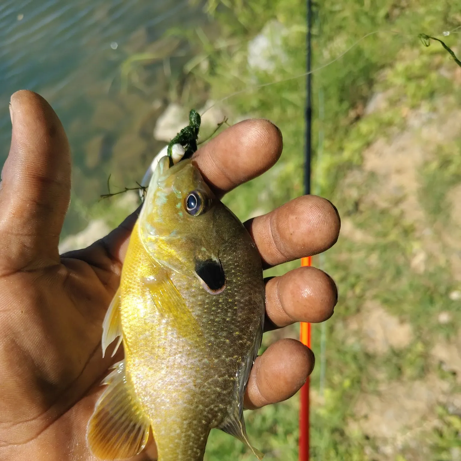 Green sunfish caught on Fishbrain