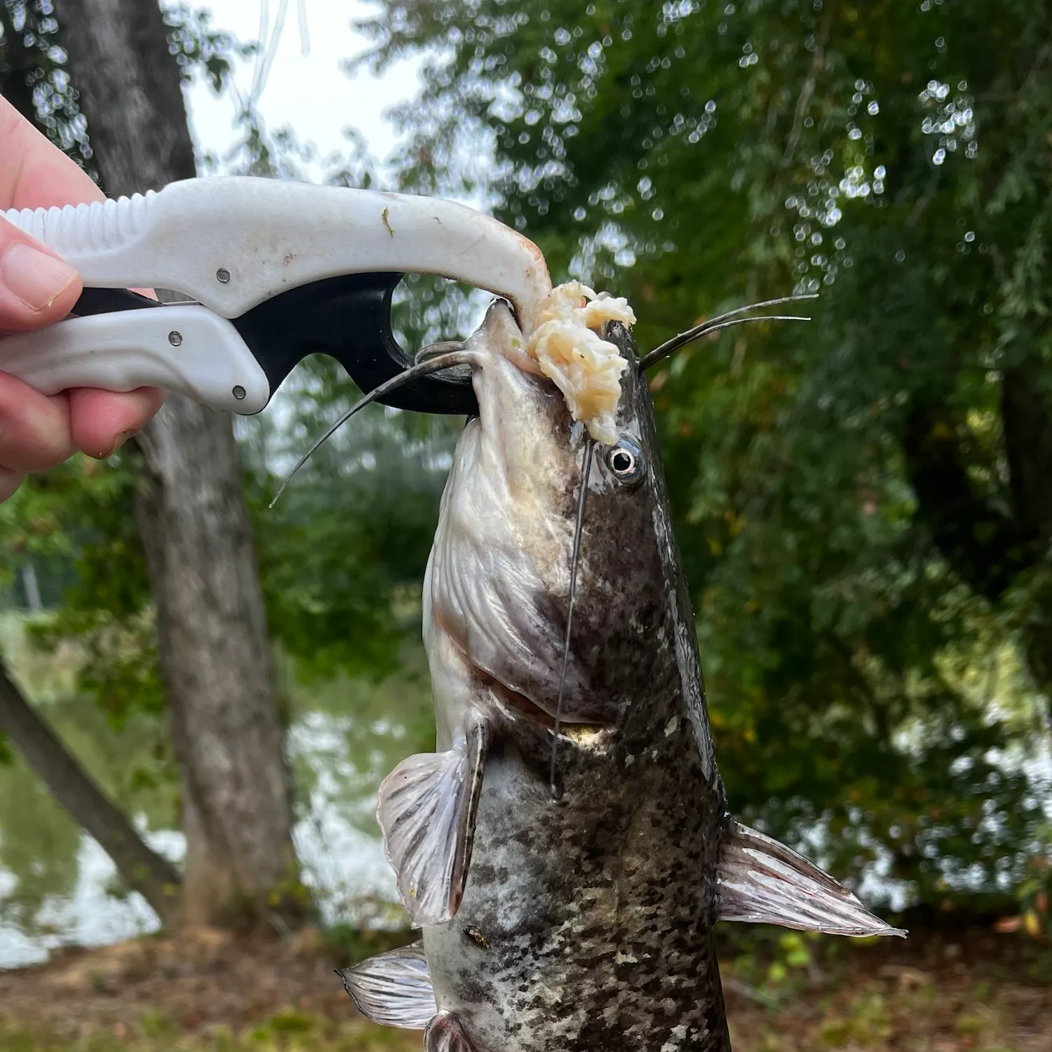 Brown bullhead caught on Fishbrain