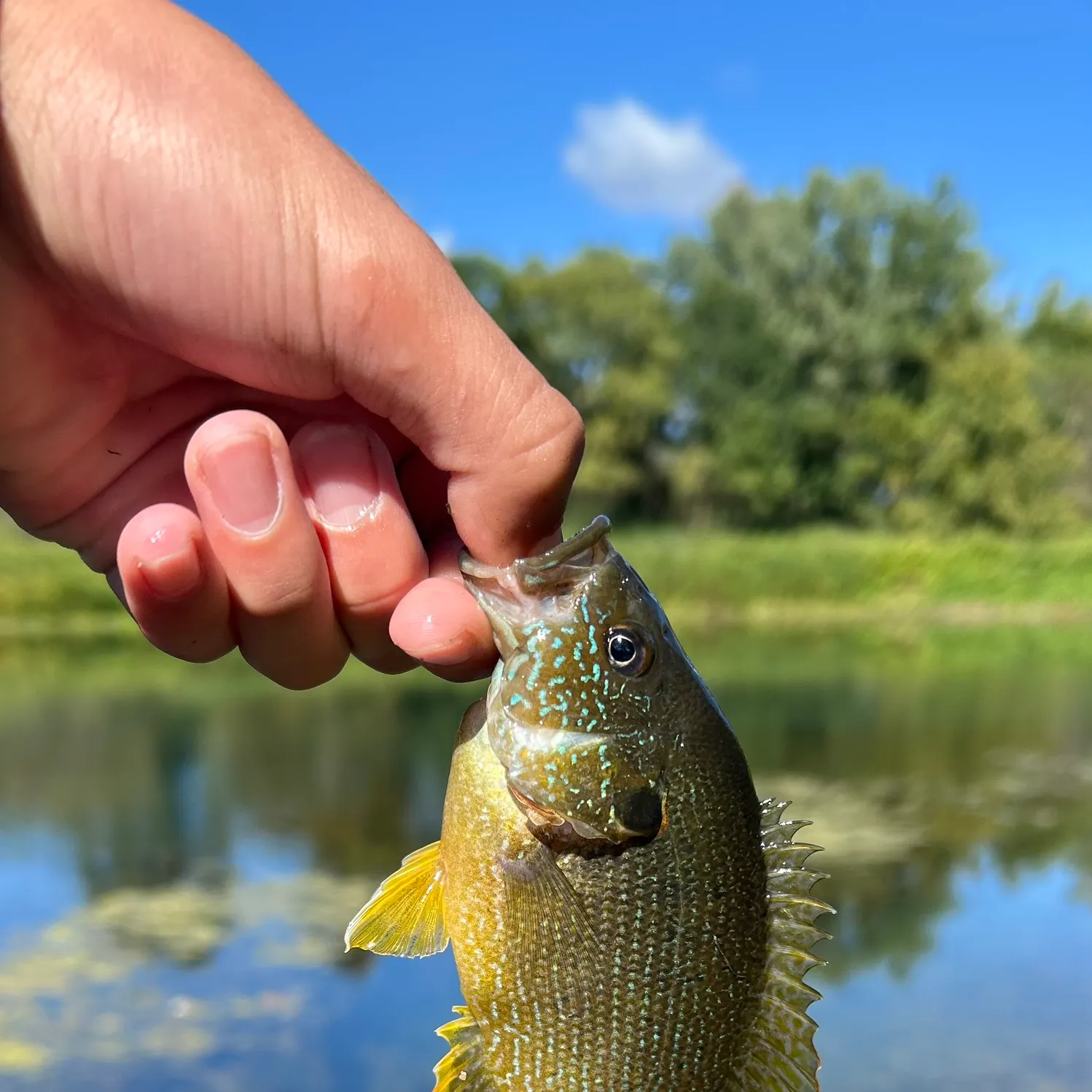 Green sunfish caught on Fishbrain