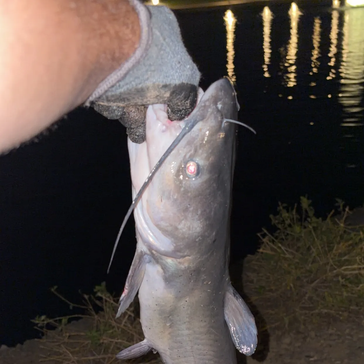 Channel catfish caught on Fishbrain
