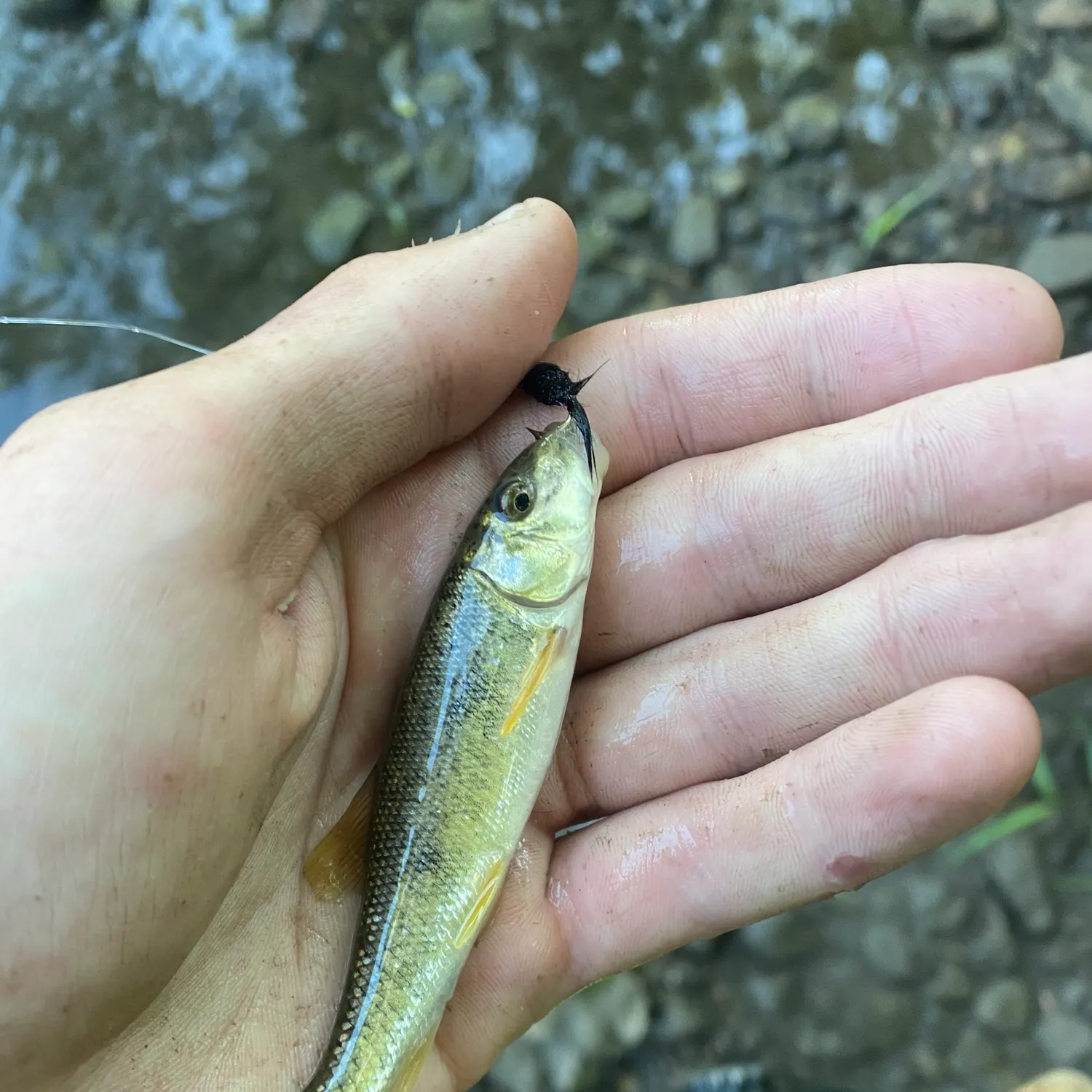 The most recent Suckermouth minnow catches on Fishbrain