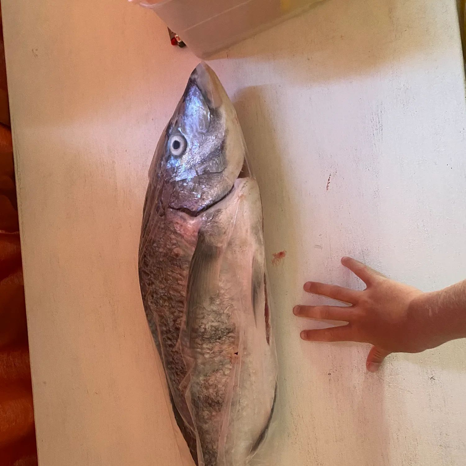 The most recent White steenbras catches on Fishbrain