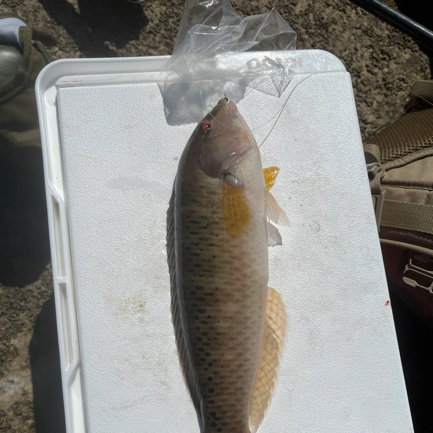 The most recent Rock wrasse catches on Fishbrain