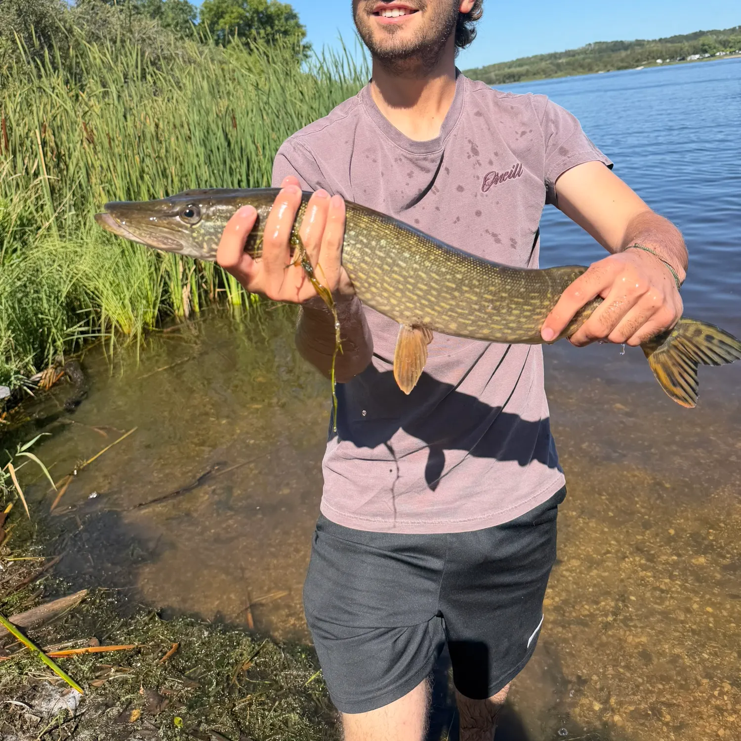 Northern pike caught on Fishbrain