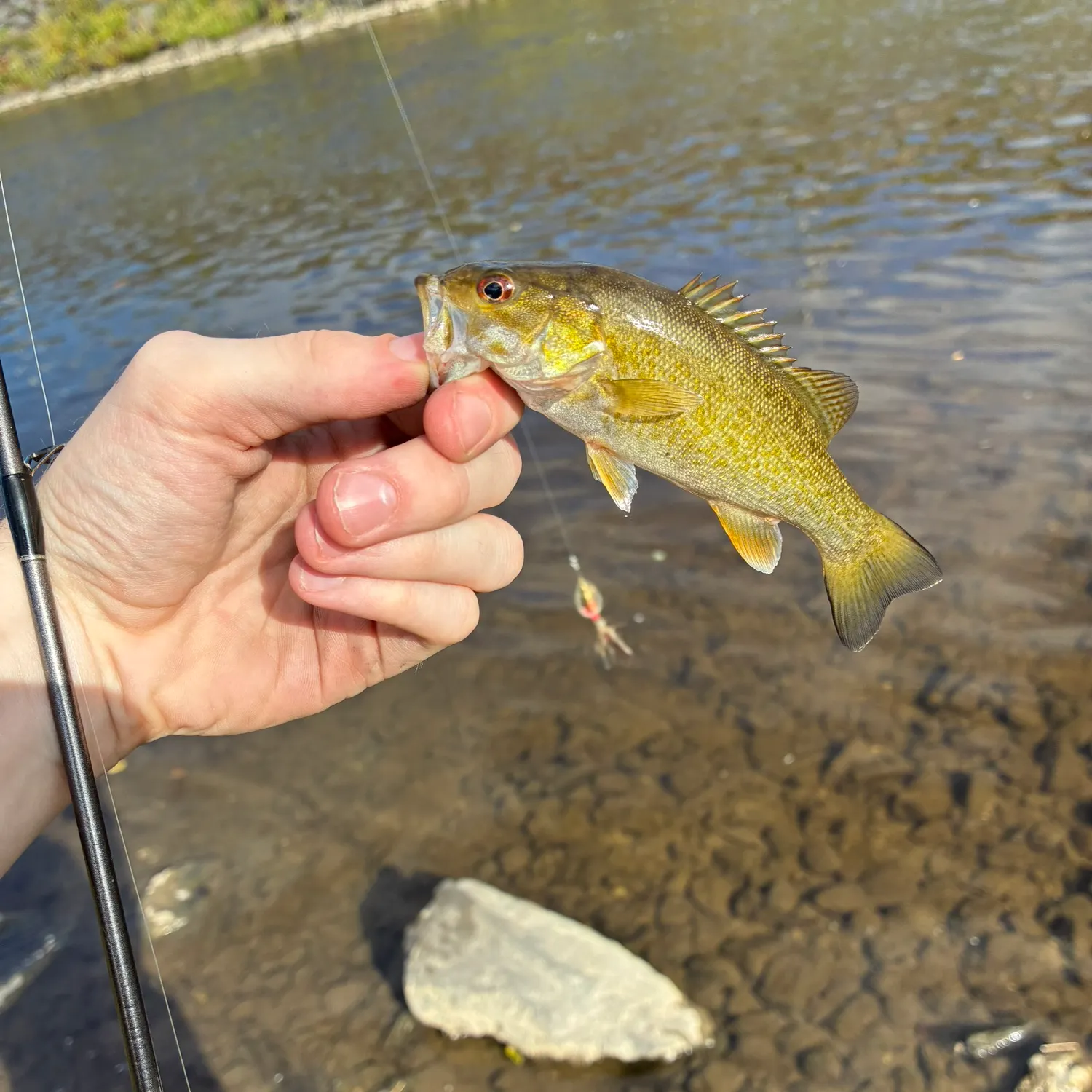 Smallmouth bass caught on Fishbrain