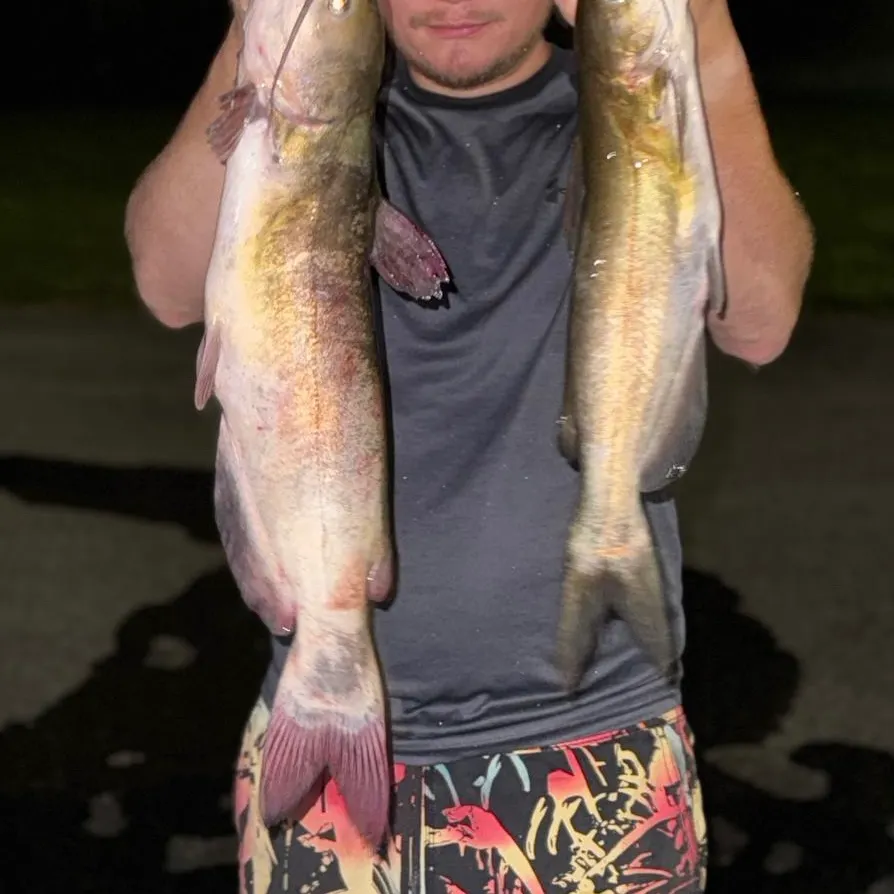 Channel catfish caught on Fishbrain