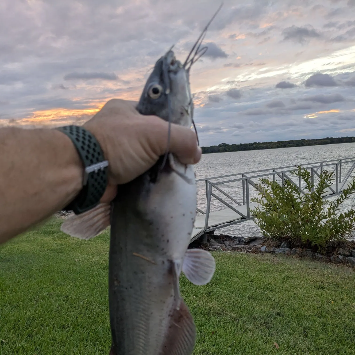 Flathead catfish caught on Fishbrain