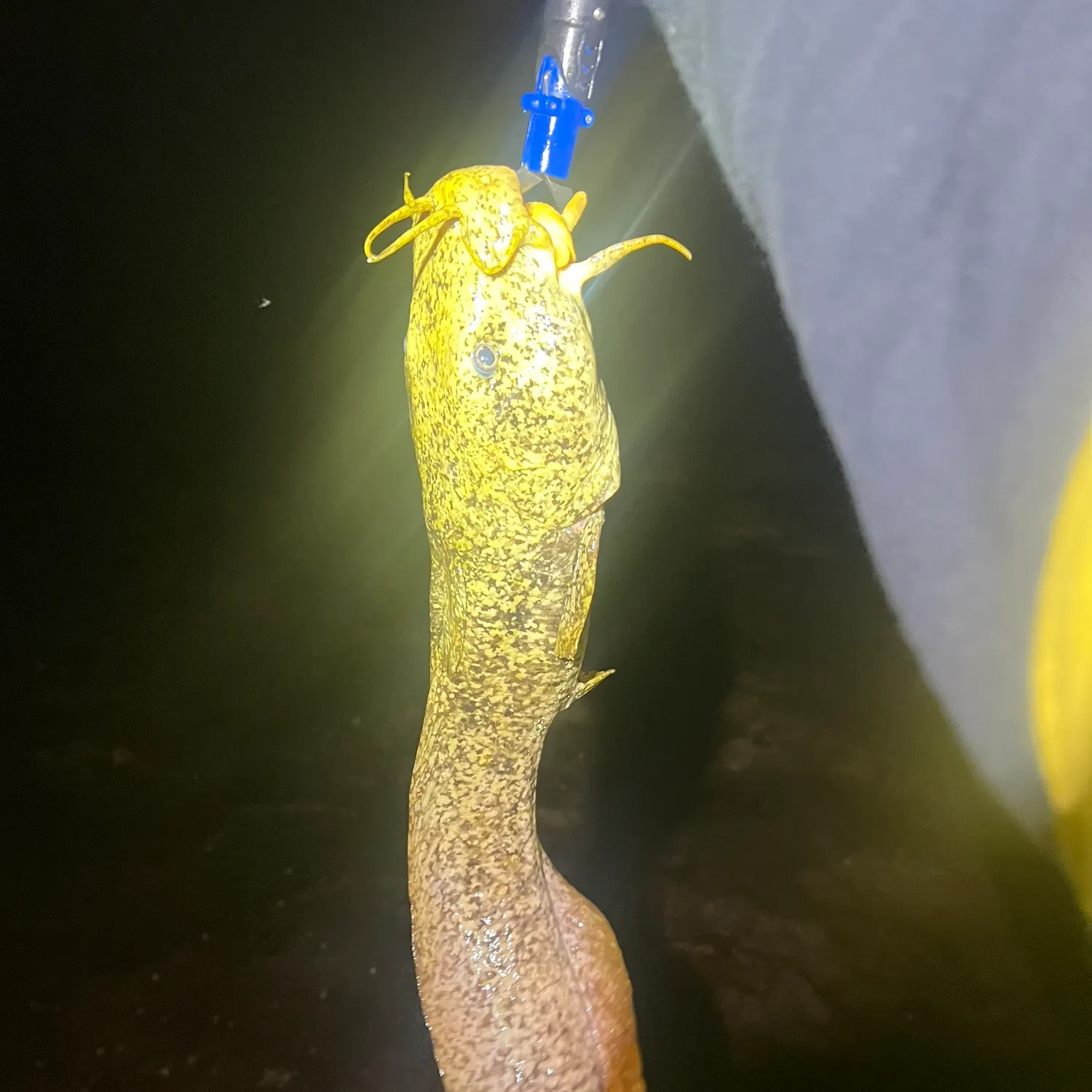 The most recent Cobbler catches on Fishbrain