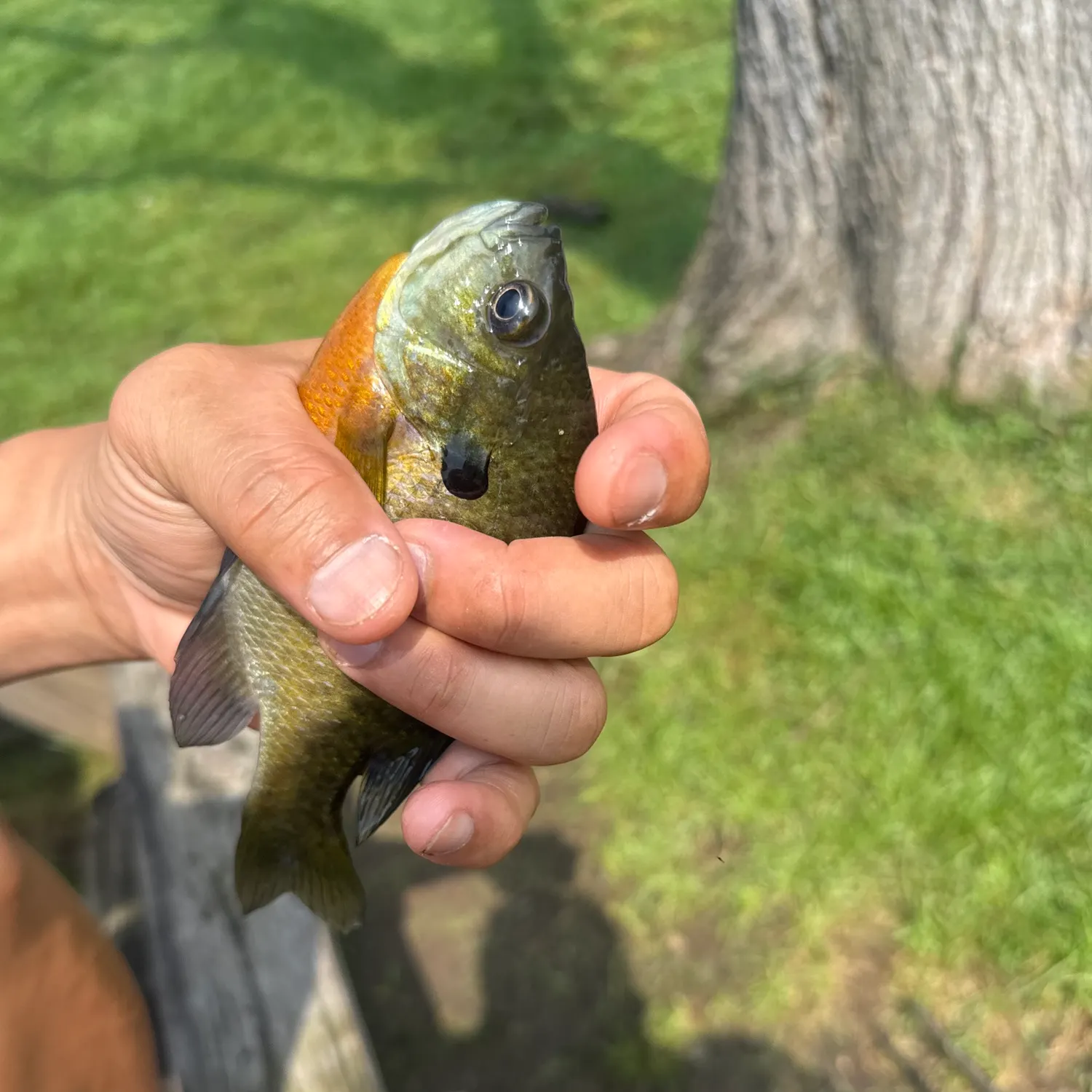 Bluegill caught on Fishbrain