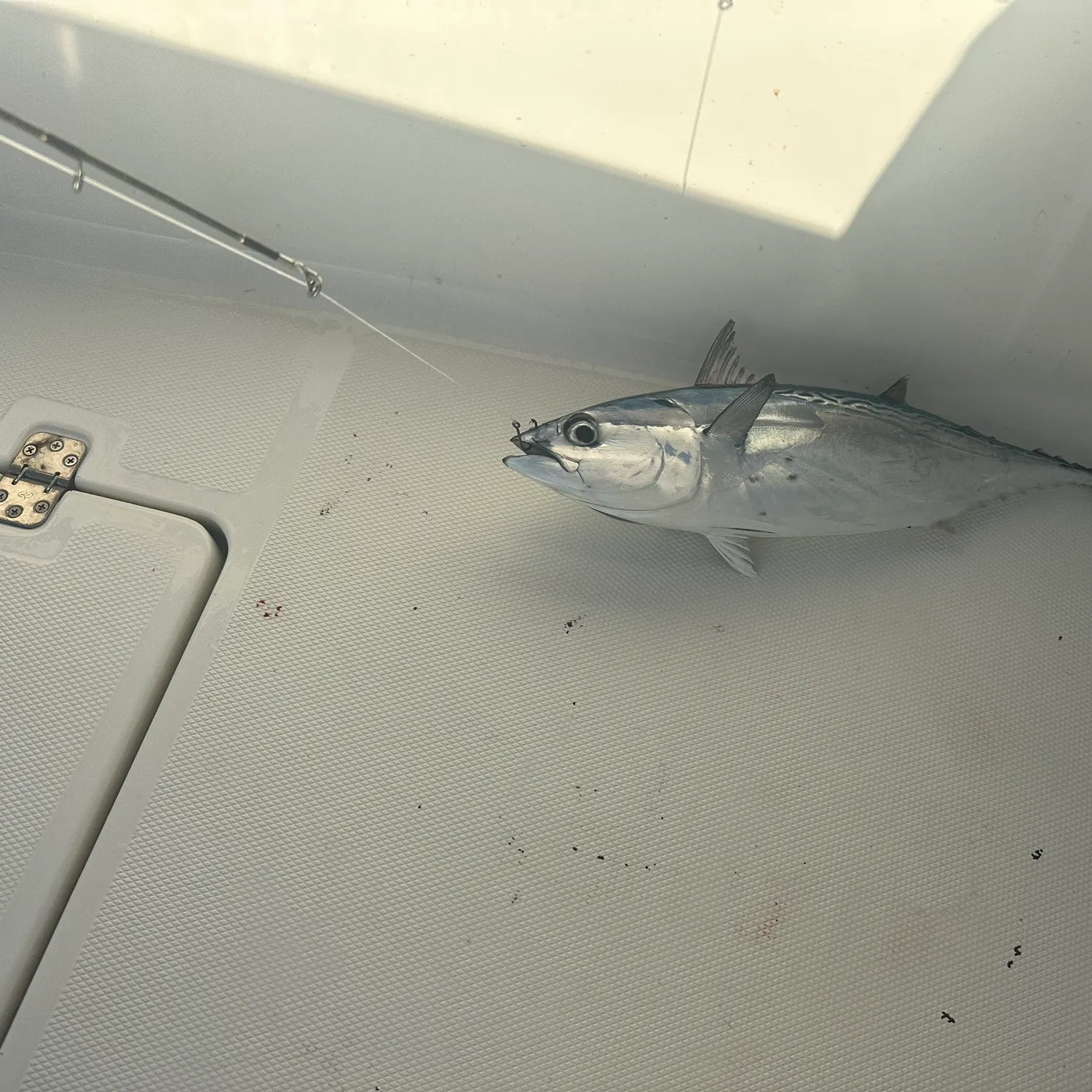 The most recent Skipjack tuna catches on Fishbrain