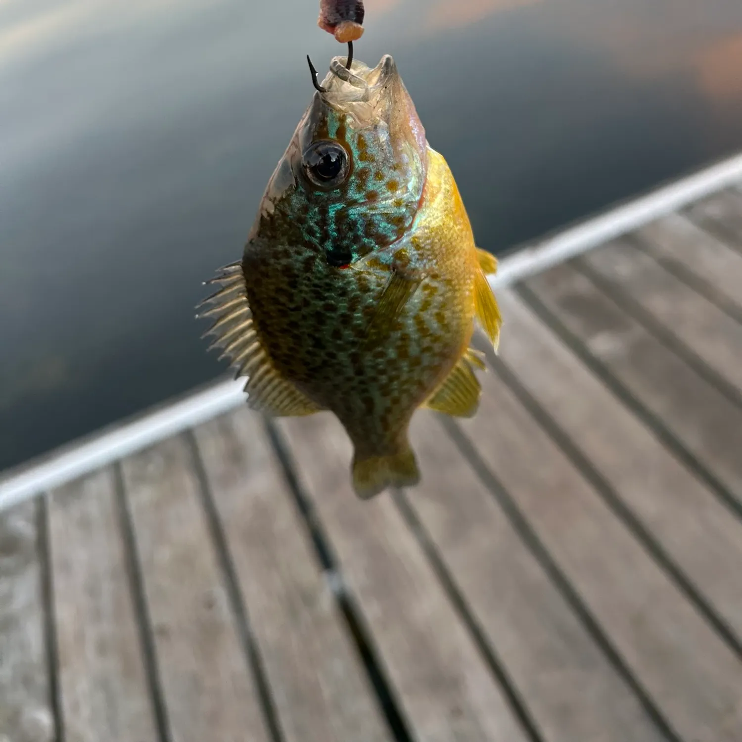 Pumpkinseed caught on Fishbrain