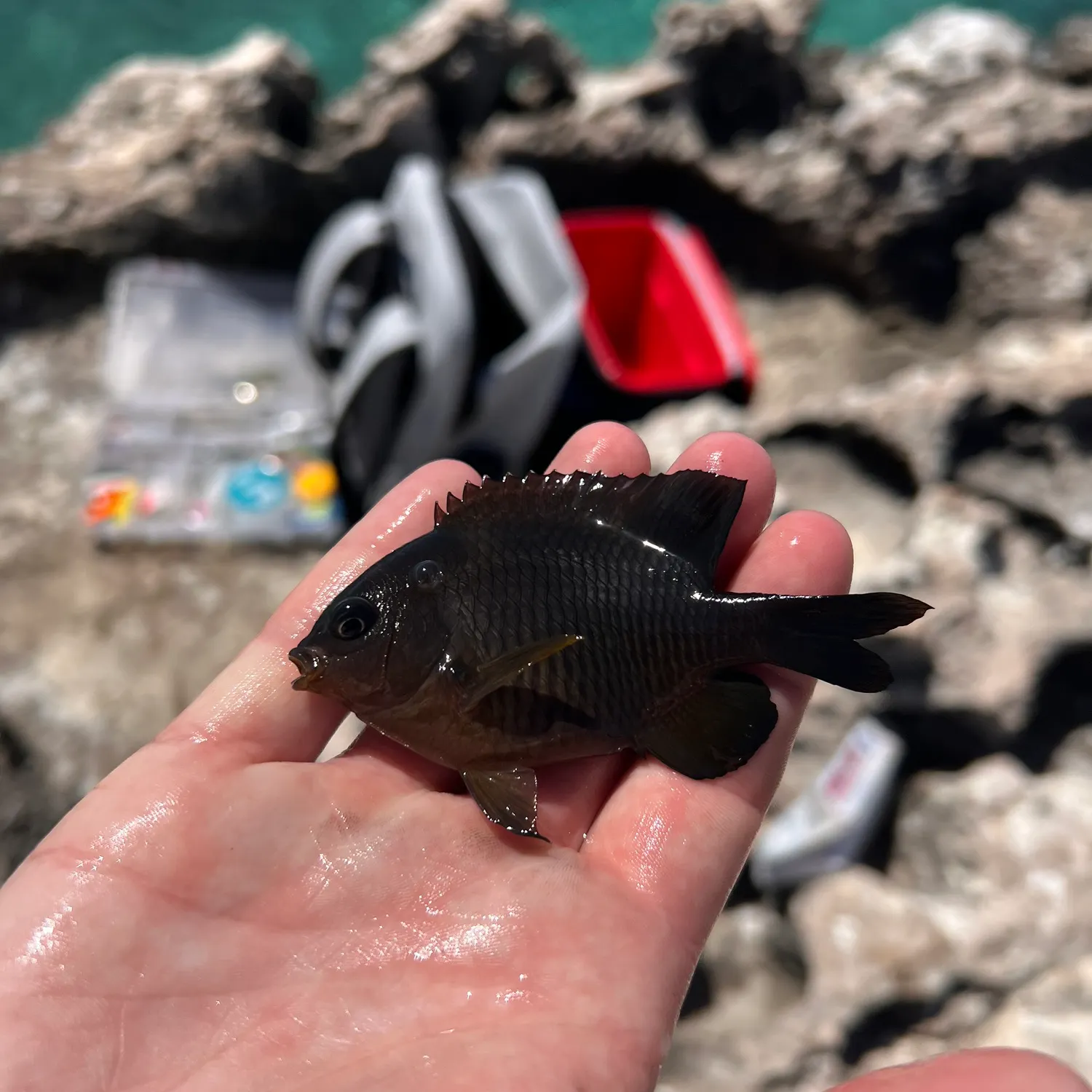 The most popular recent Dusky damselfish catch on Fishbrain