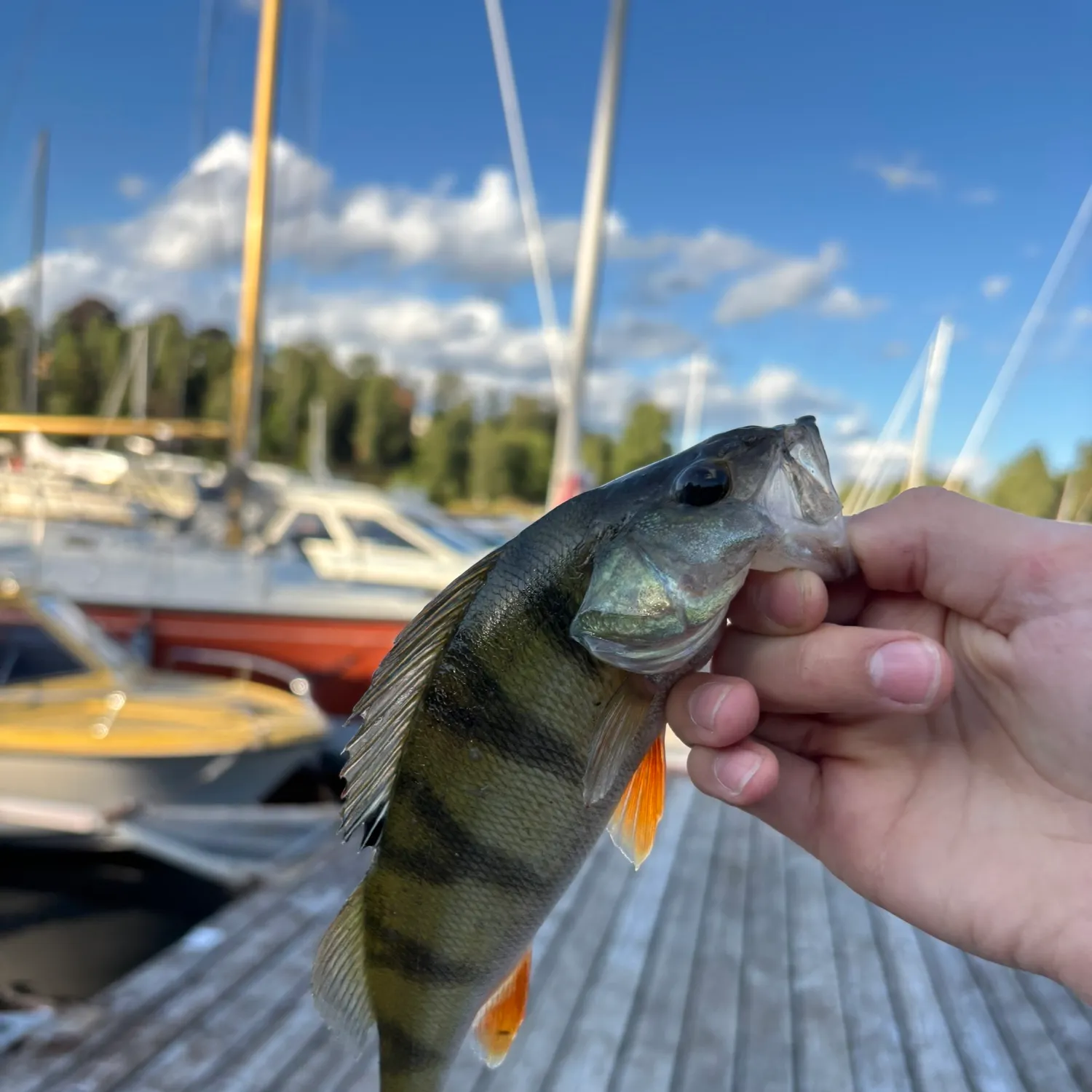 European perch caught on Fishbrain