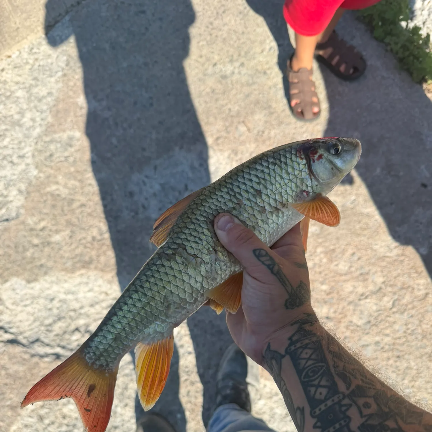 The most recent Shorthead redhorse catches on Fishbrain