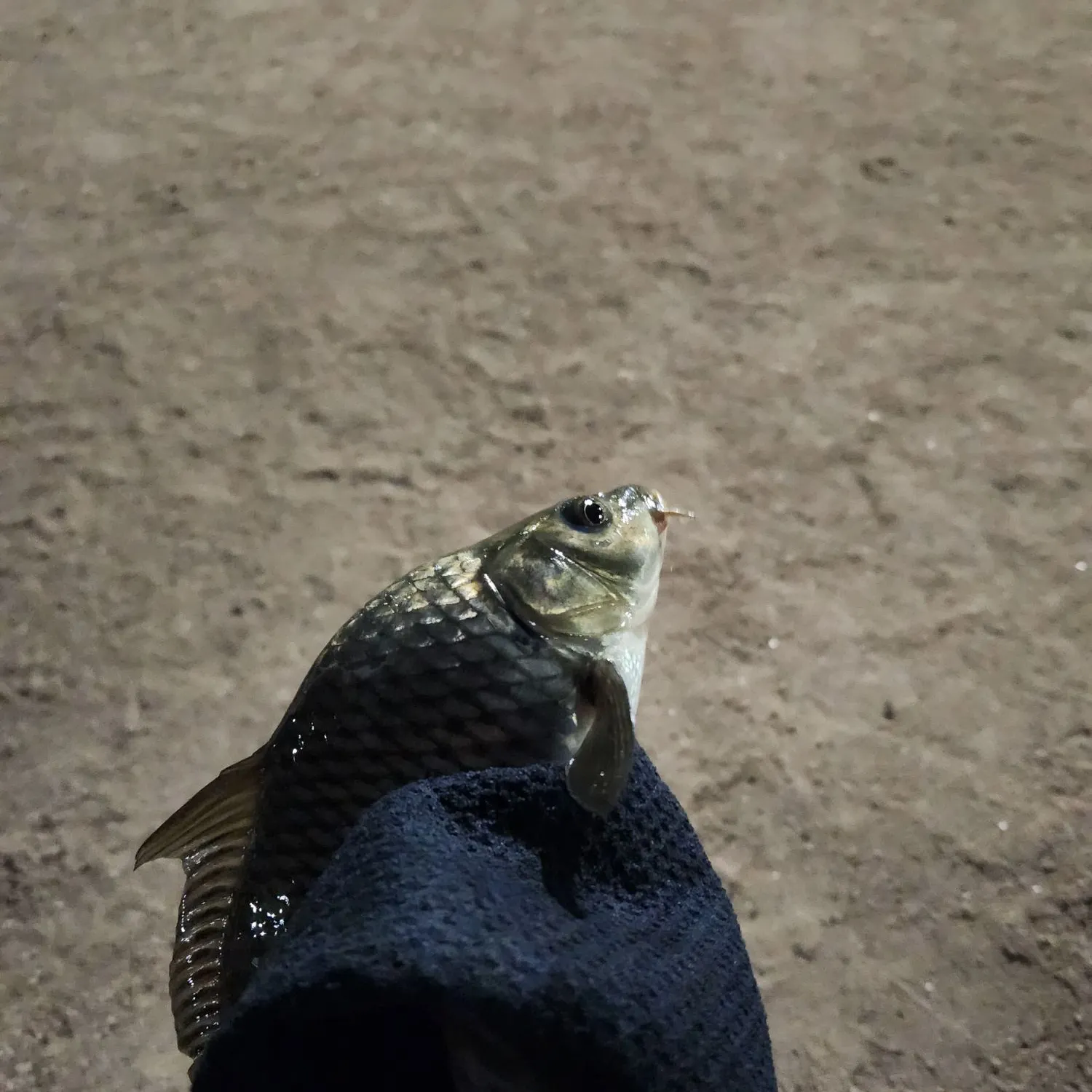 Common carp caught on Fishbrain