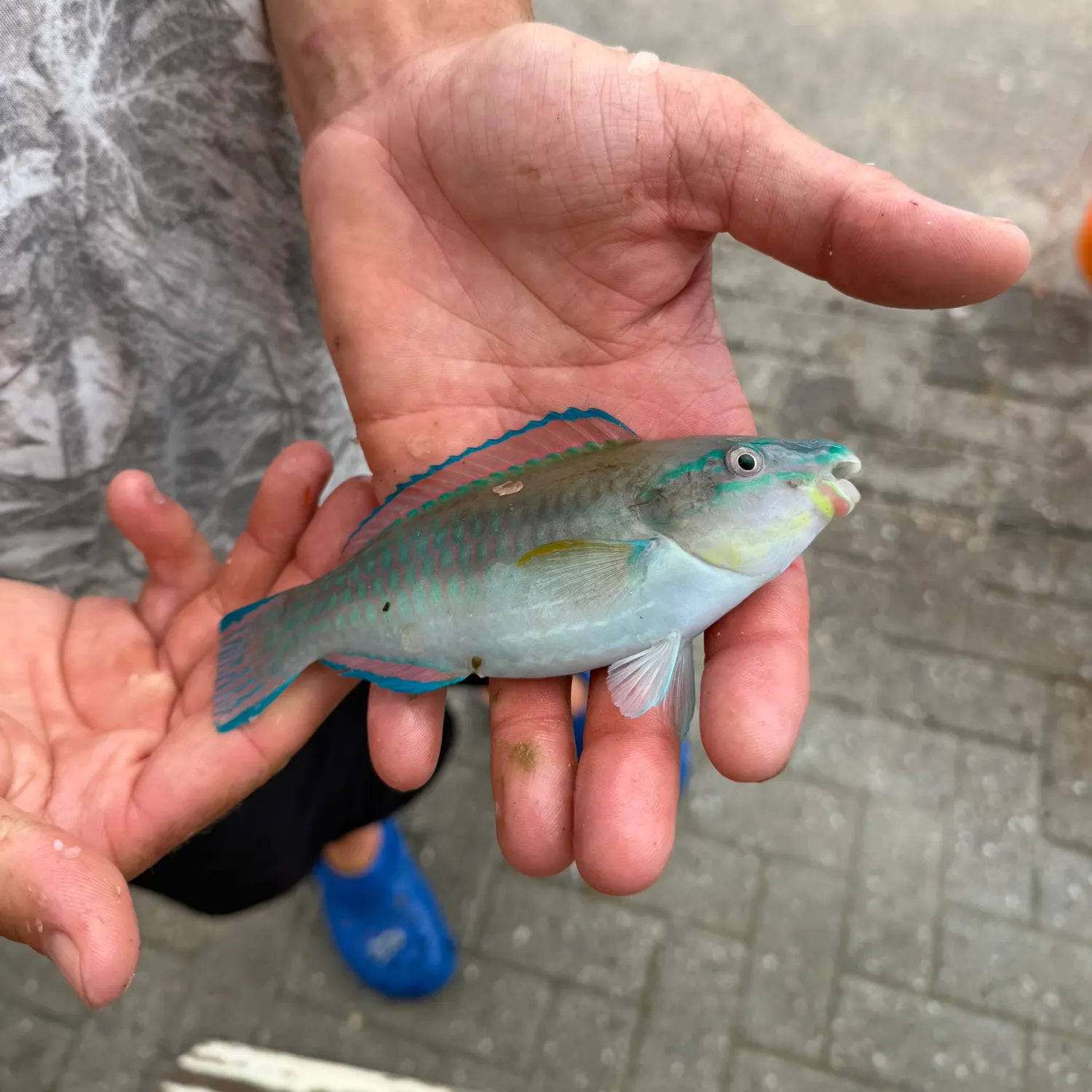 The most recent Striped parrotfish catches on Fishbrain