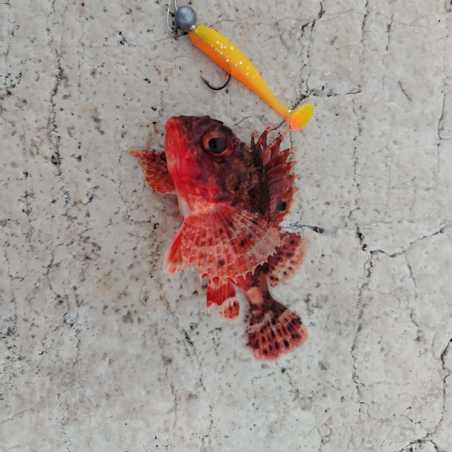 The most recent Tassled scorpionfish catches on Fishbrain