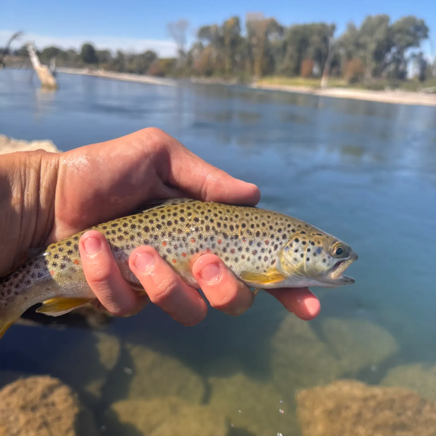 Brown trout caught on Fishbrain