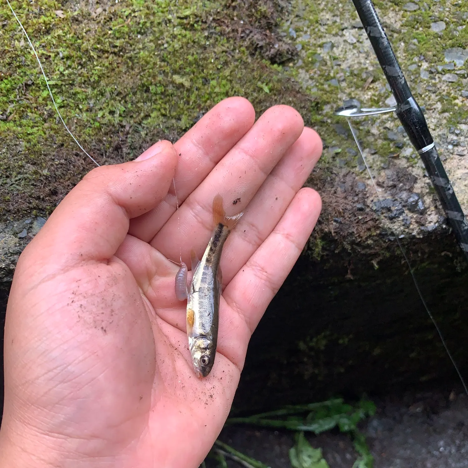The most recent Barred minnow catches on Fishbrain