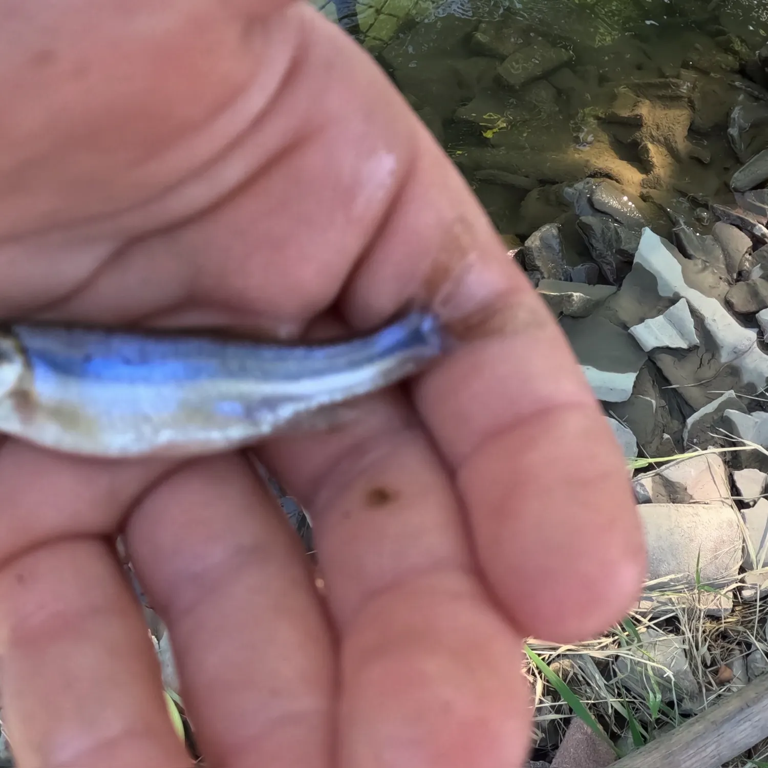 Creek chub caught on Fishbrain