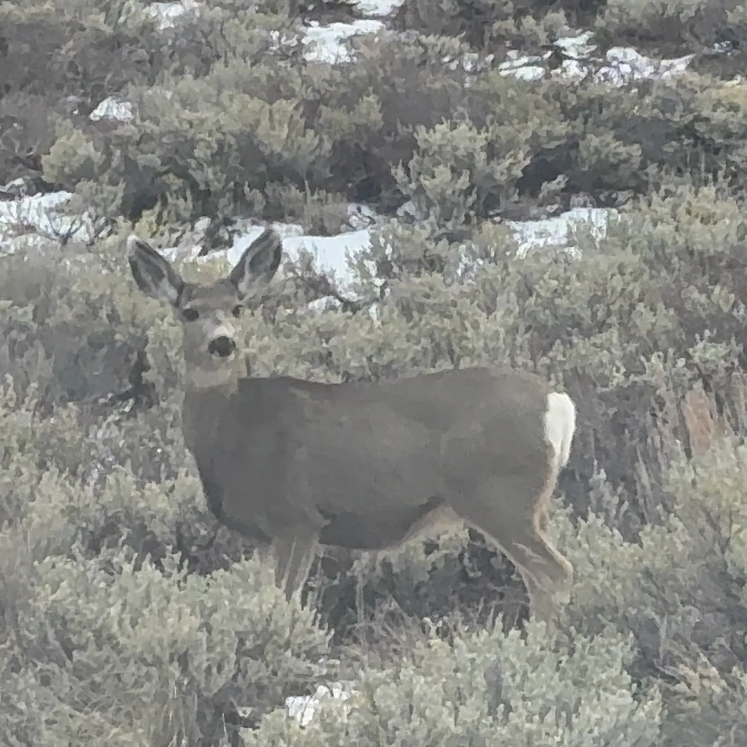 The most recent Cutthroat trout catches on Fishbrain