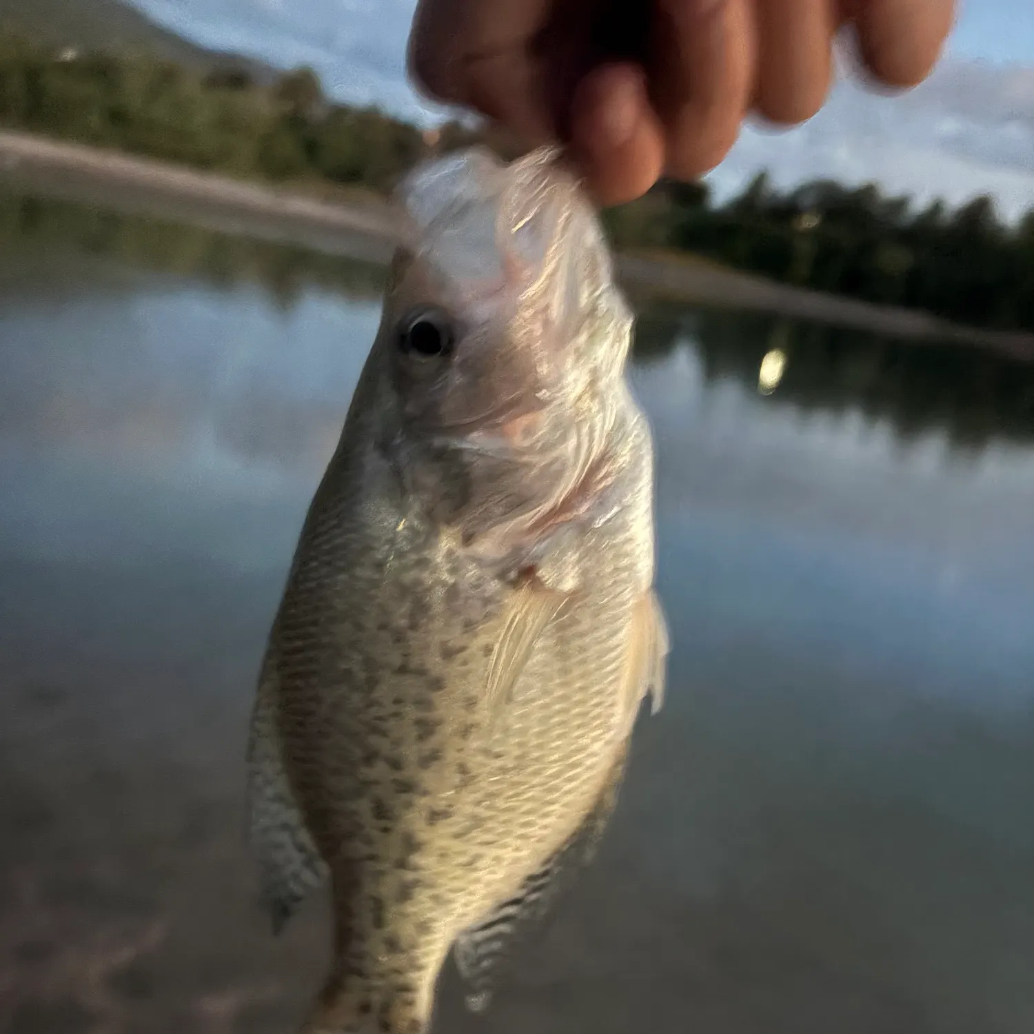 Black crappie caught on Fishbrain