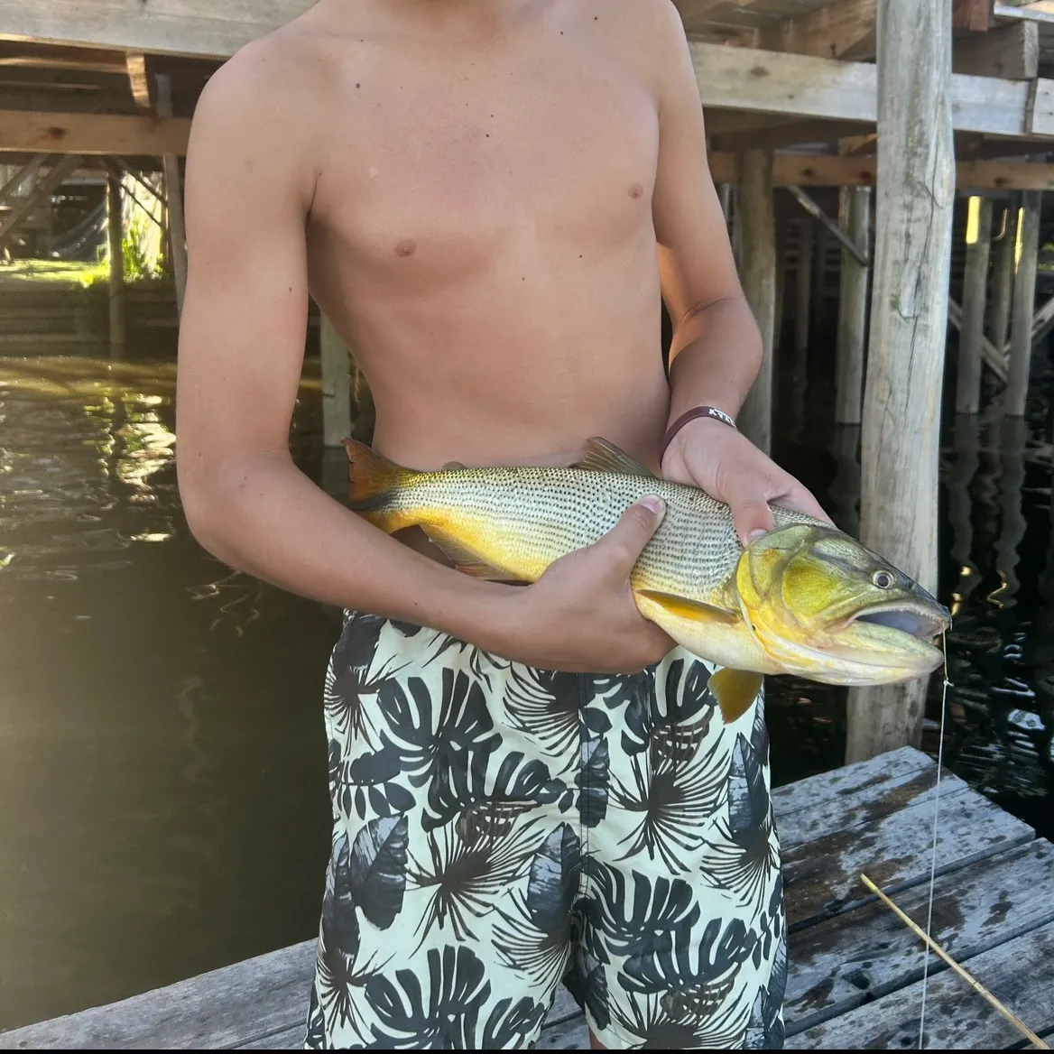 The most recent Golden dorado catches on Fishbrain