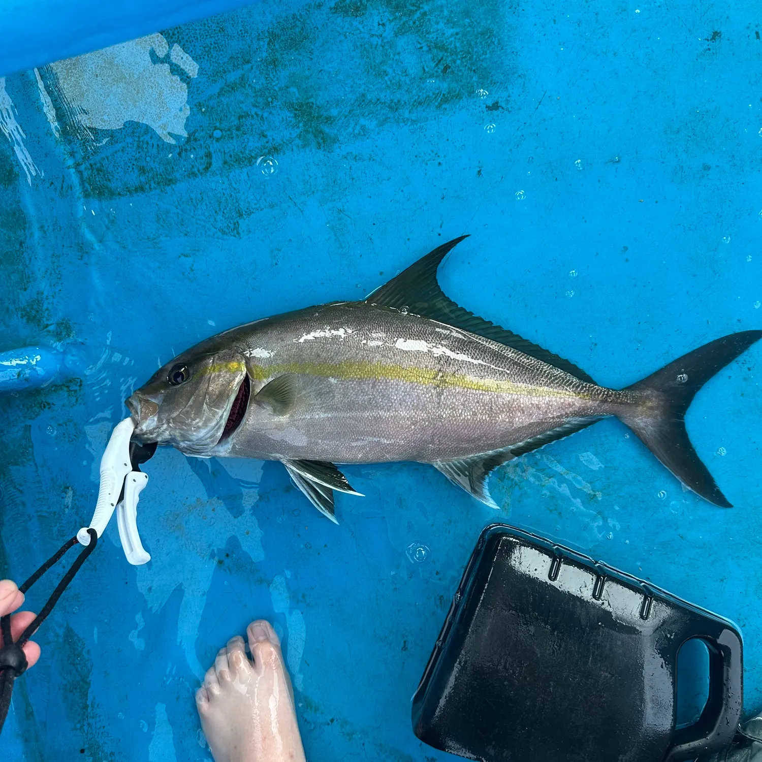 The most recent Almaco jack catches on Fishbrain