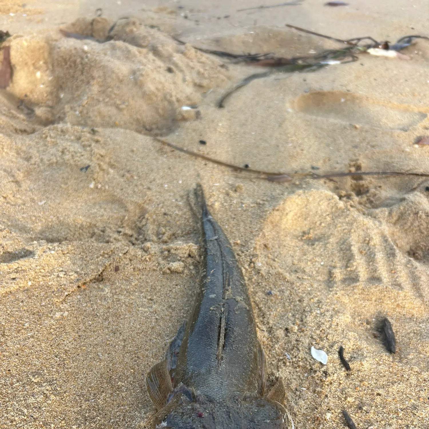 The most recent Dusky flathead catches on Fishbrain
