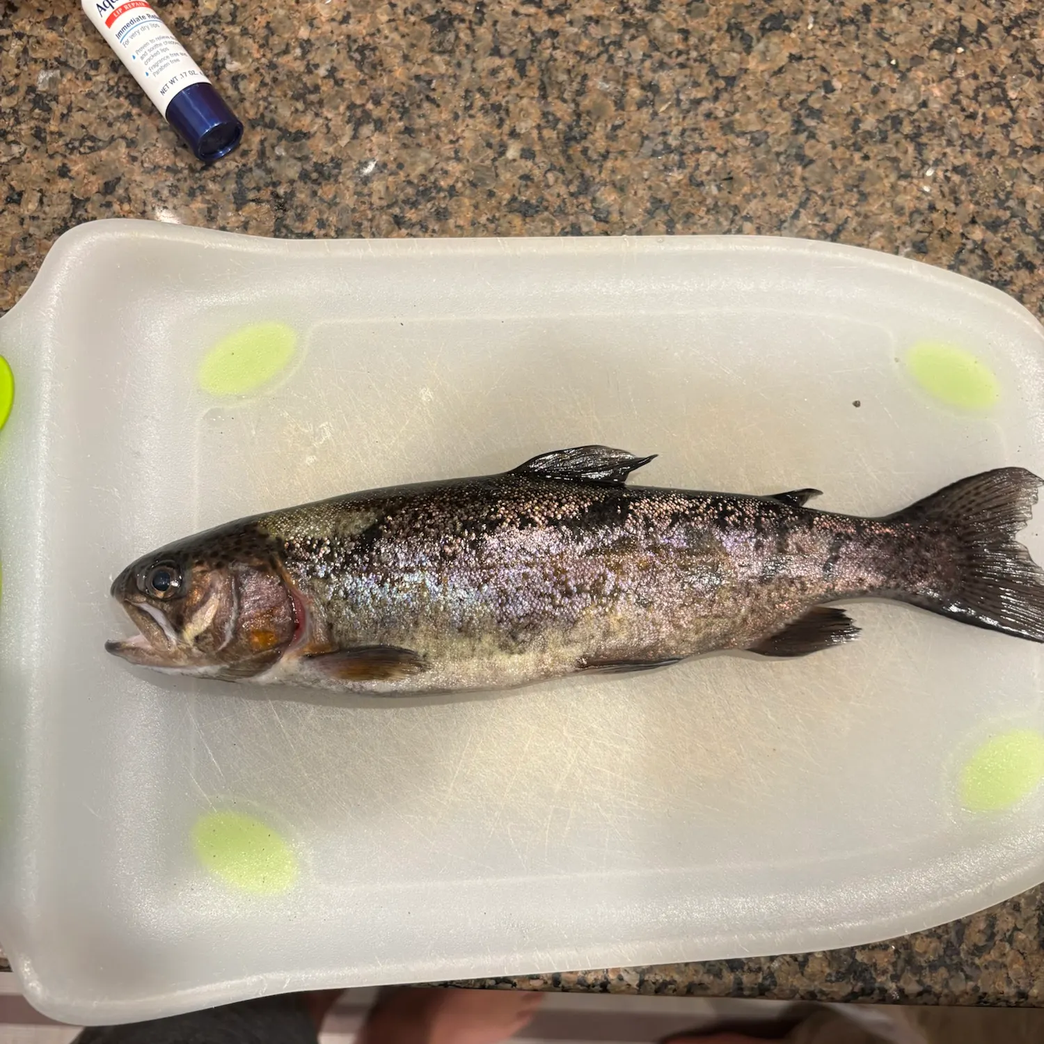 Rainbow trout caught on Fishbrain