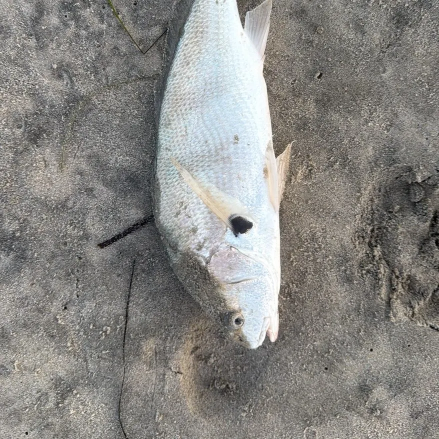 The most recent Spotfin croaker catches on Fishbrain