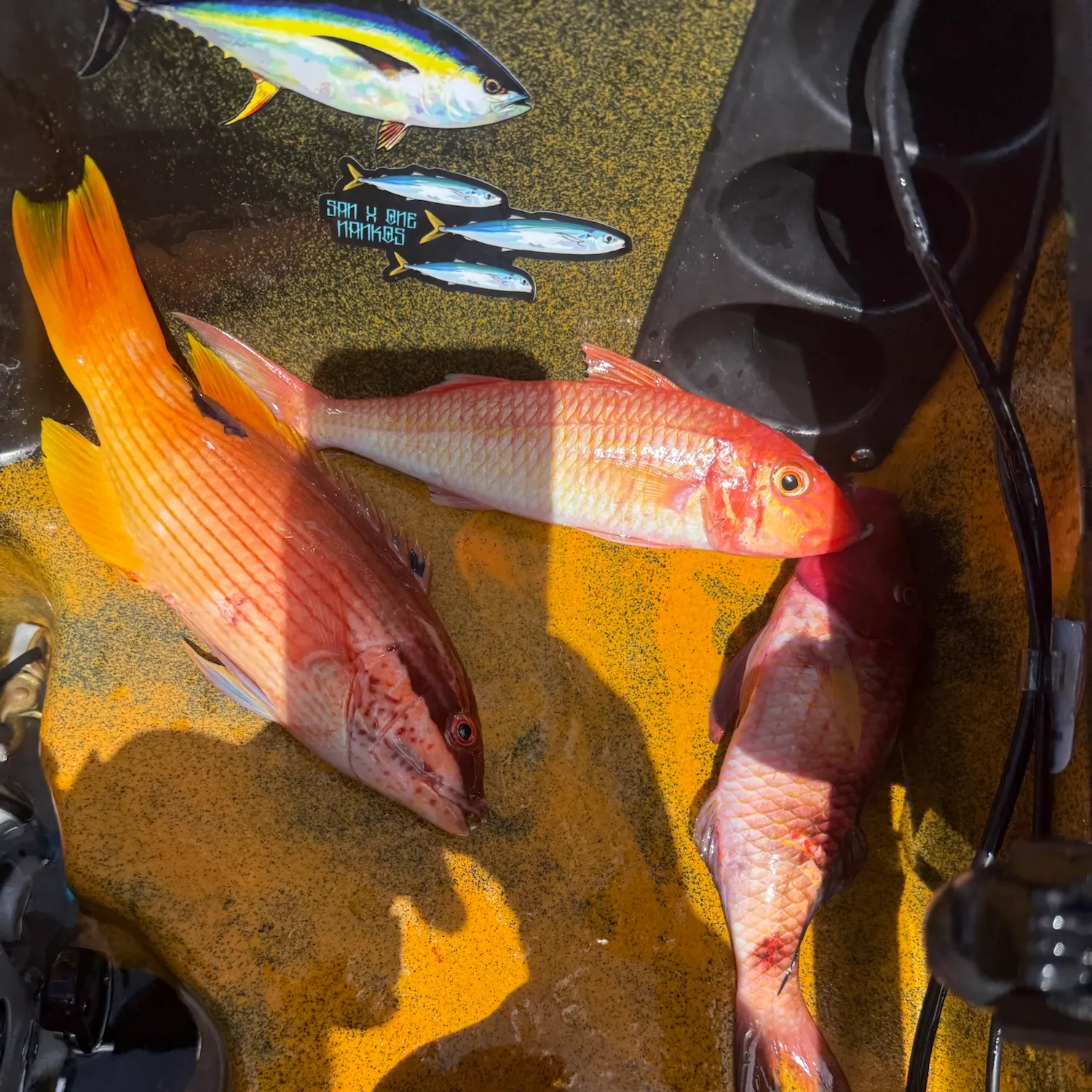 Fish caught on Fishbrain