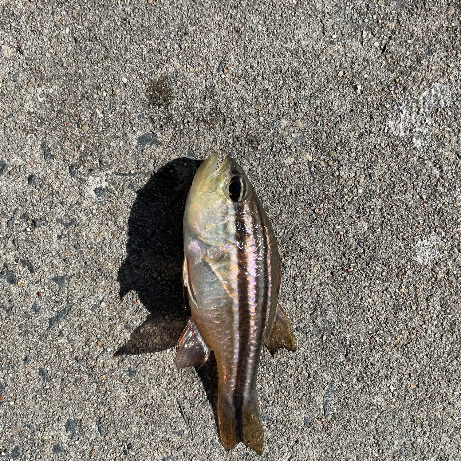 The most recent Sydney cardinalfish catches on Fishbrain