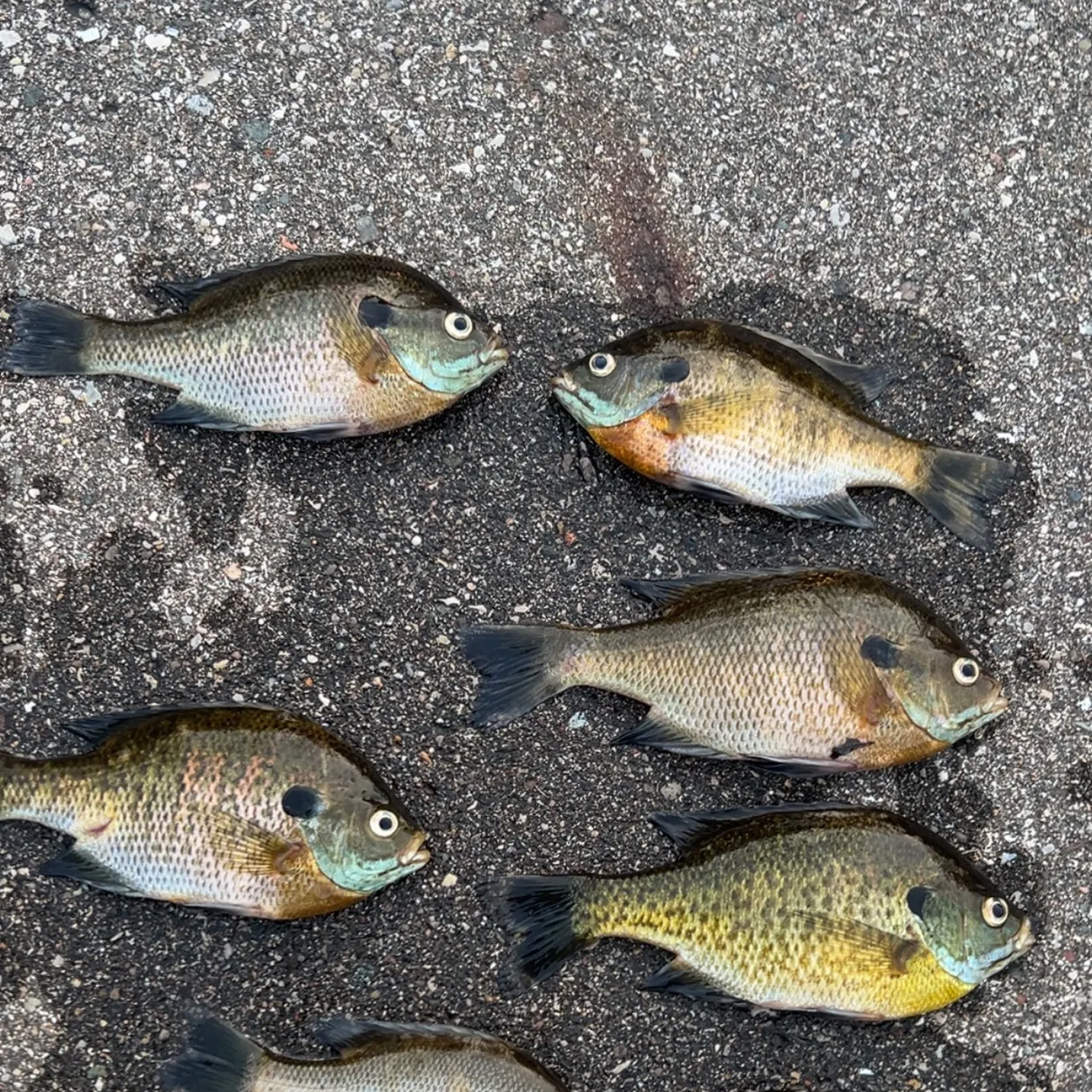 recently logged catches