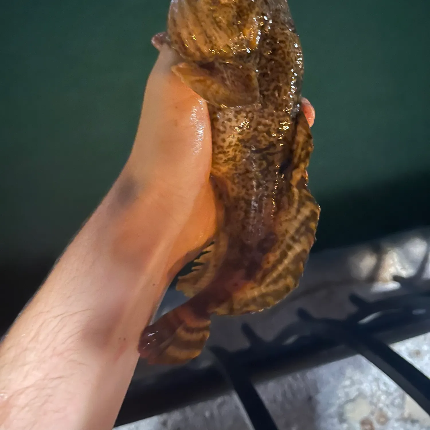 Oyster toadfish caught on Fishbrain