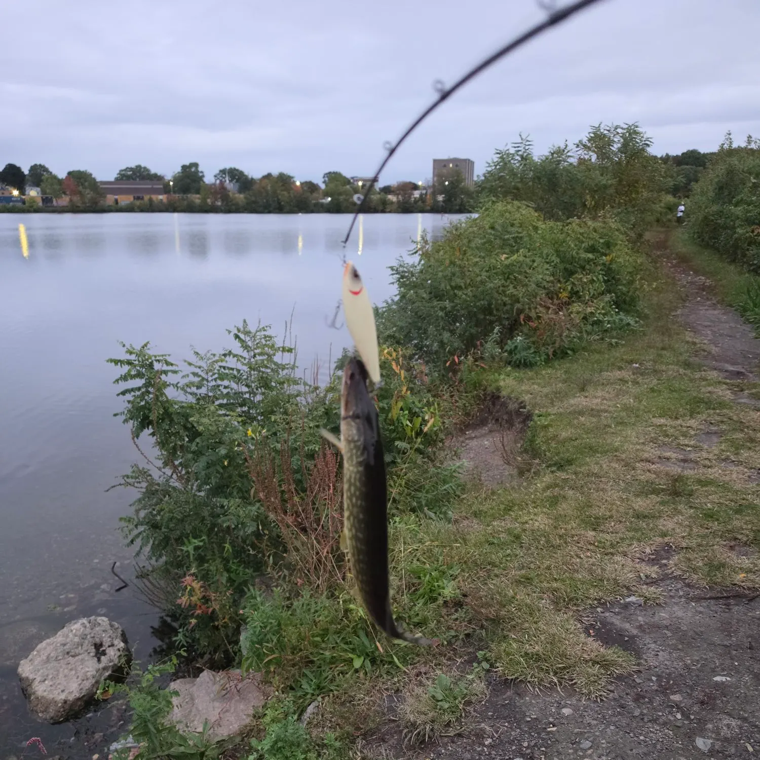 Chain pickerel caught on Fishbrain