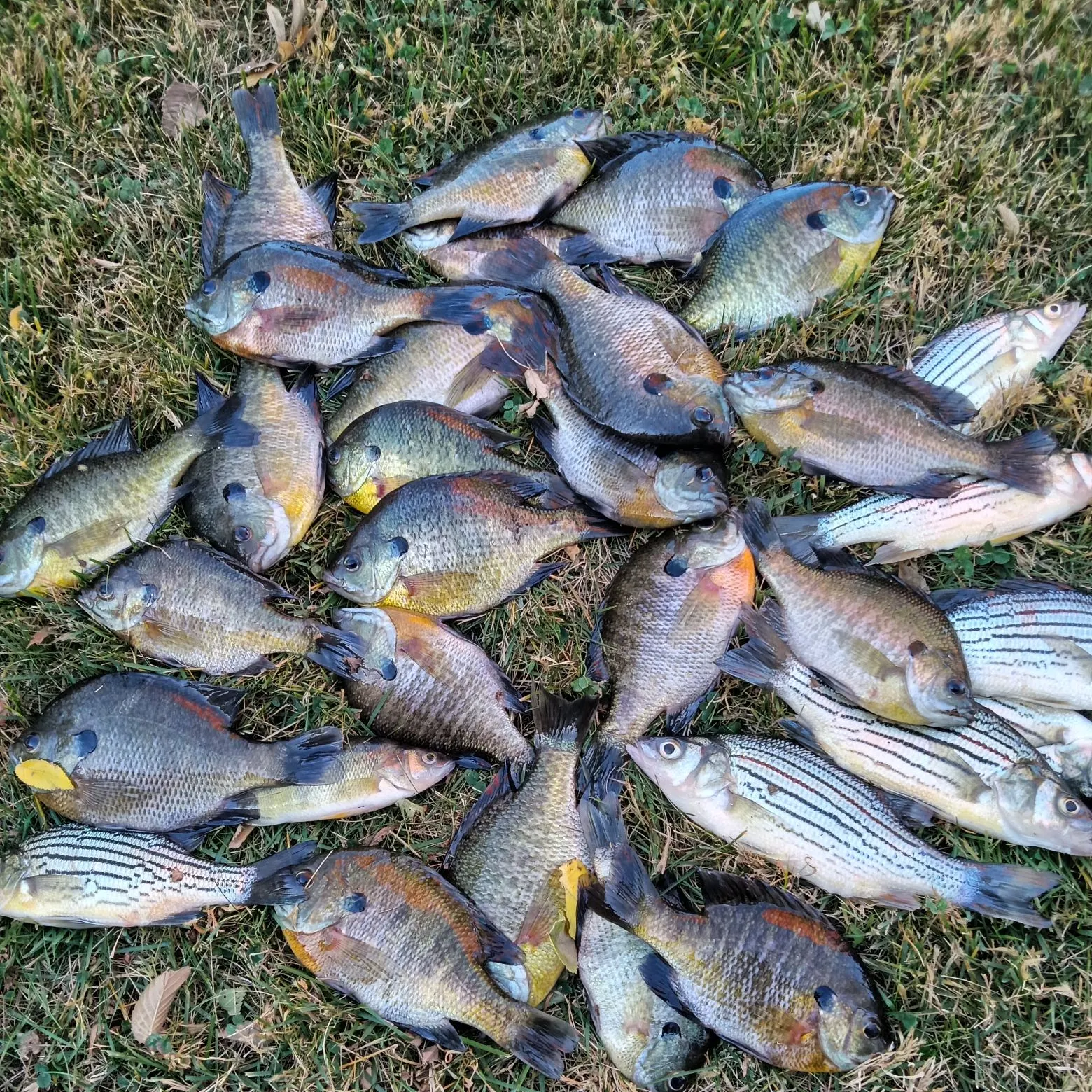 recently logged catches