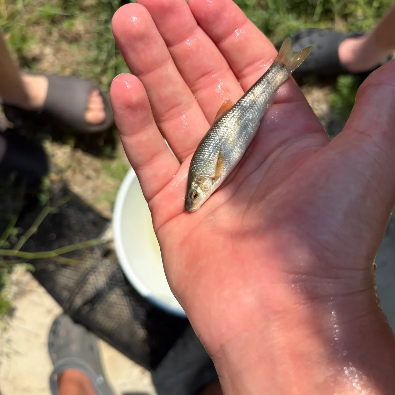 The most recent Central stoneroller catches on Fishbrain