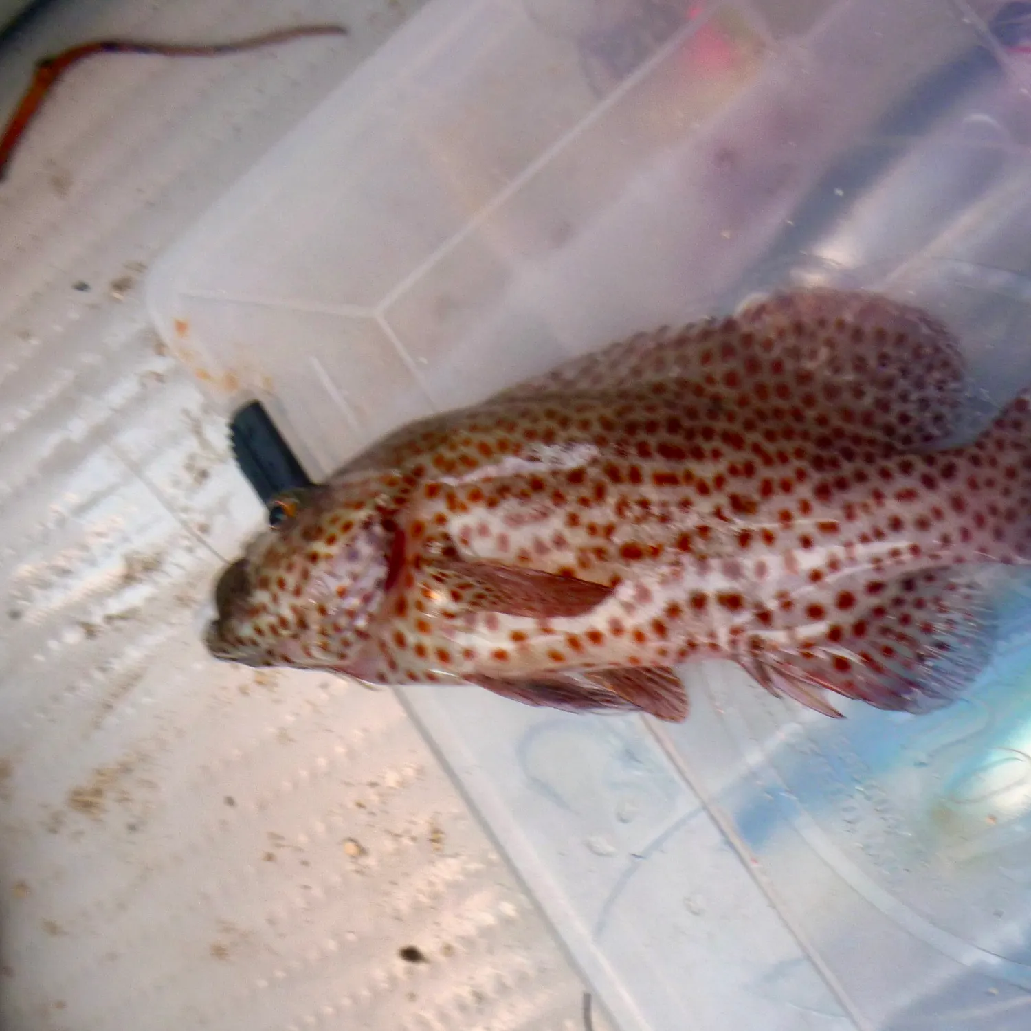 The most recent Red hind grouper catches on Fishbrain