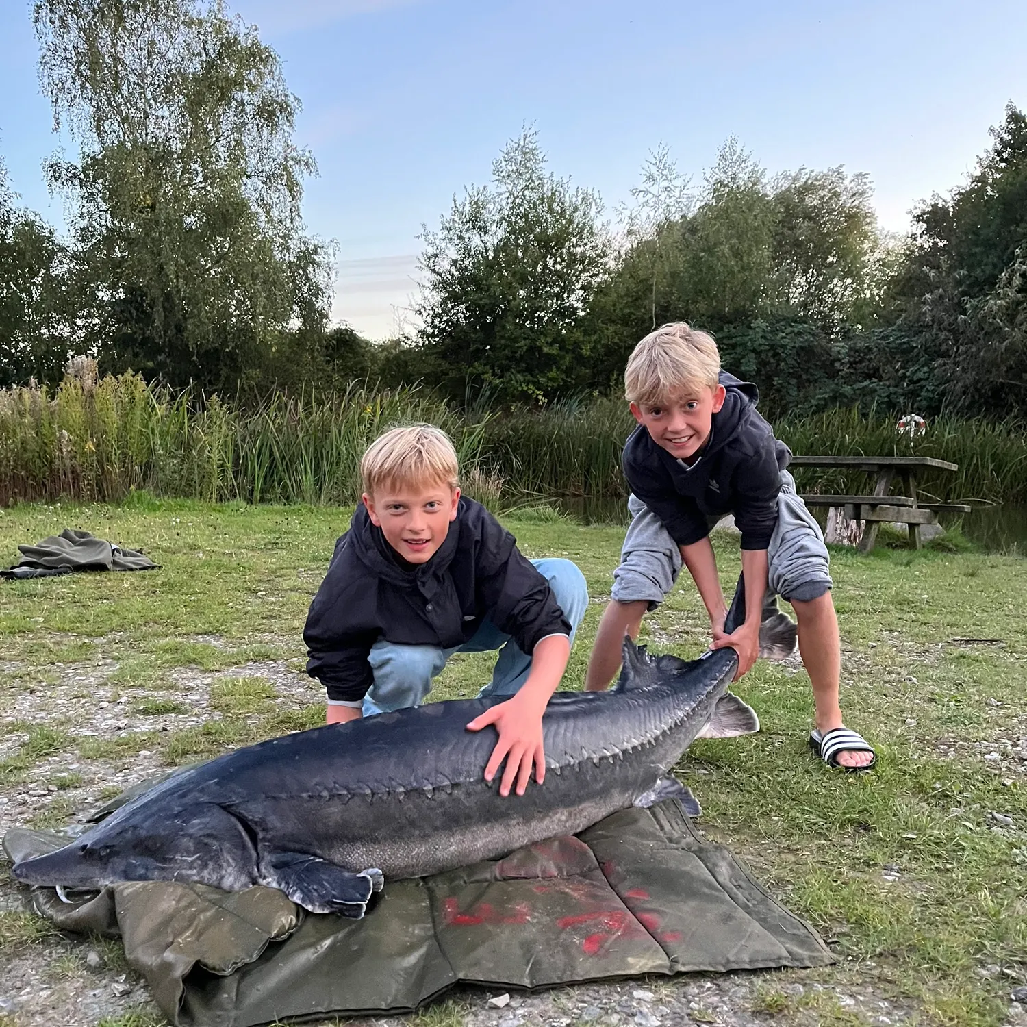 The most recent Beluga sturgeon catches on Fishbrain