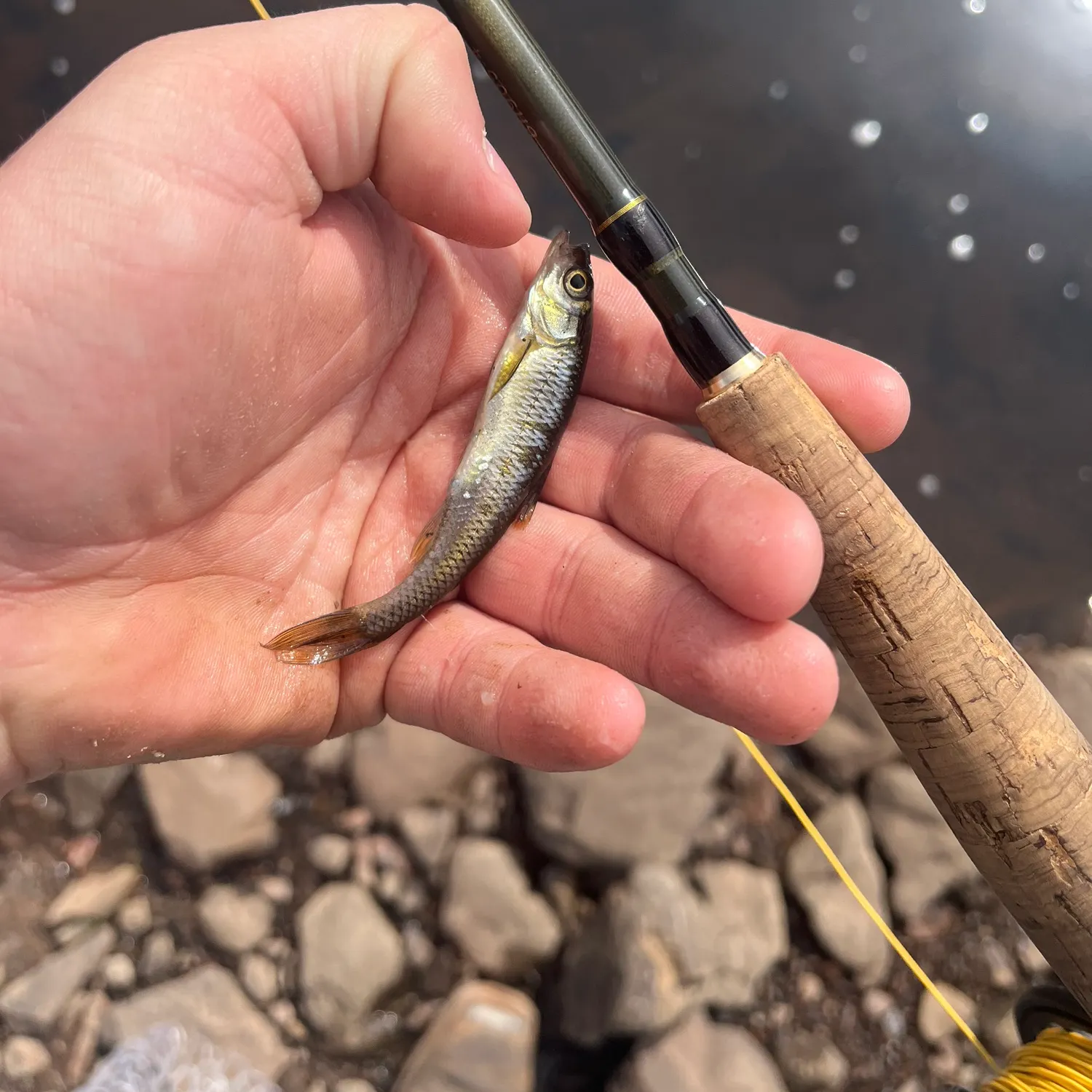 Common shiner caught on Fishbrain