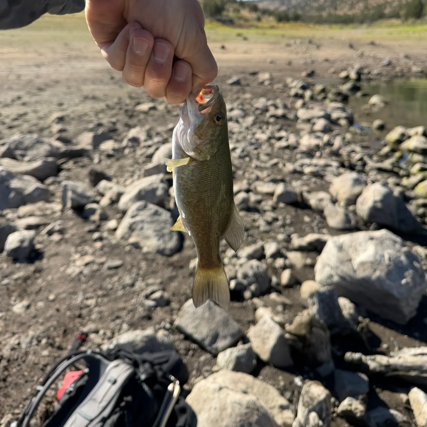 Smallmouth bass caught on Fishbrain