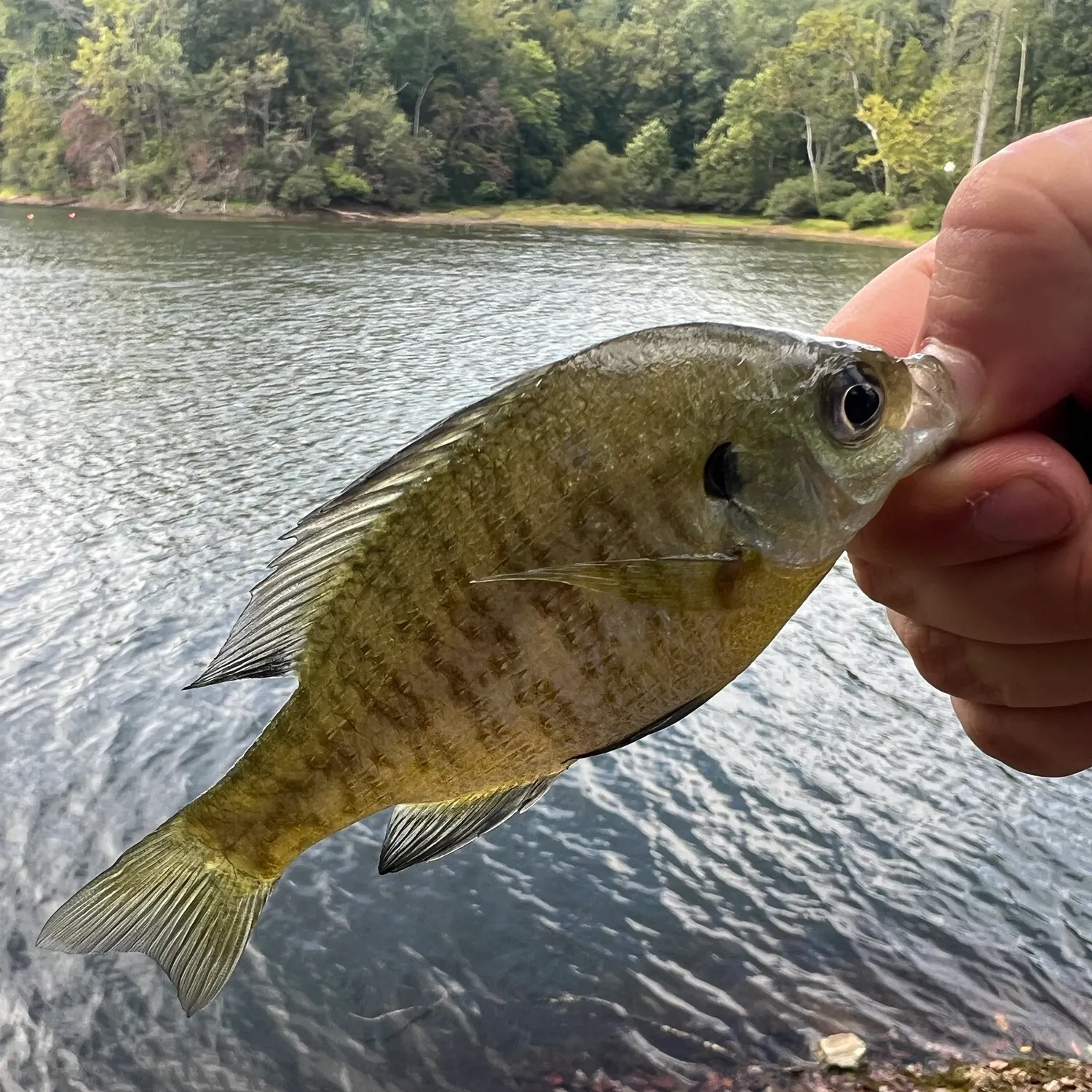 Bluegill caught on Fishbrain