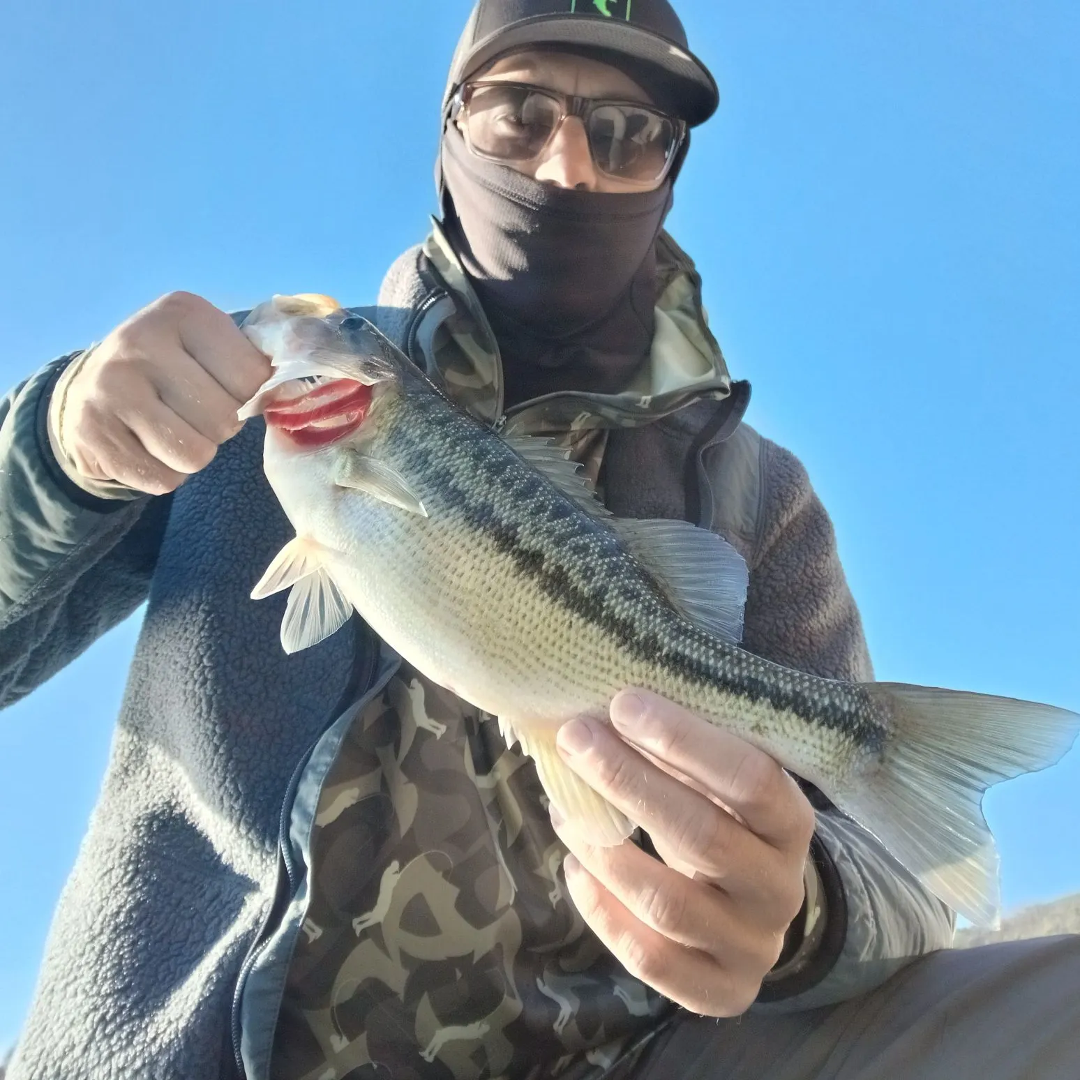 The most recent Spotted bass catches on Fishbrain