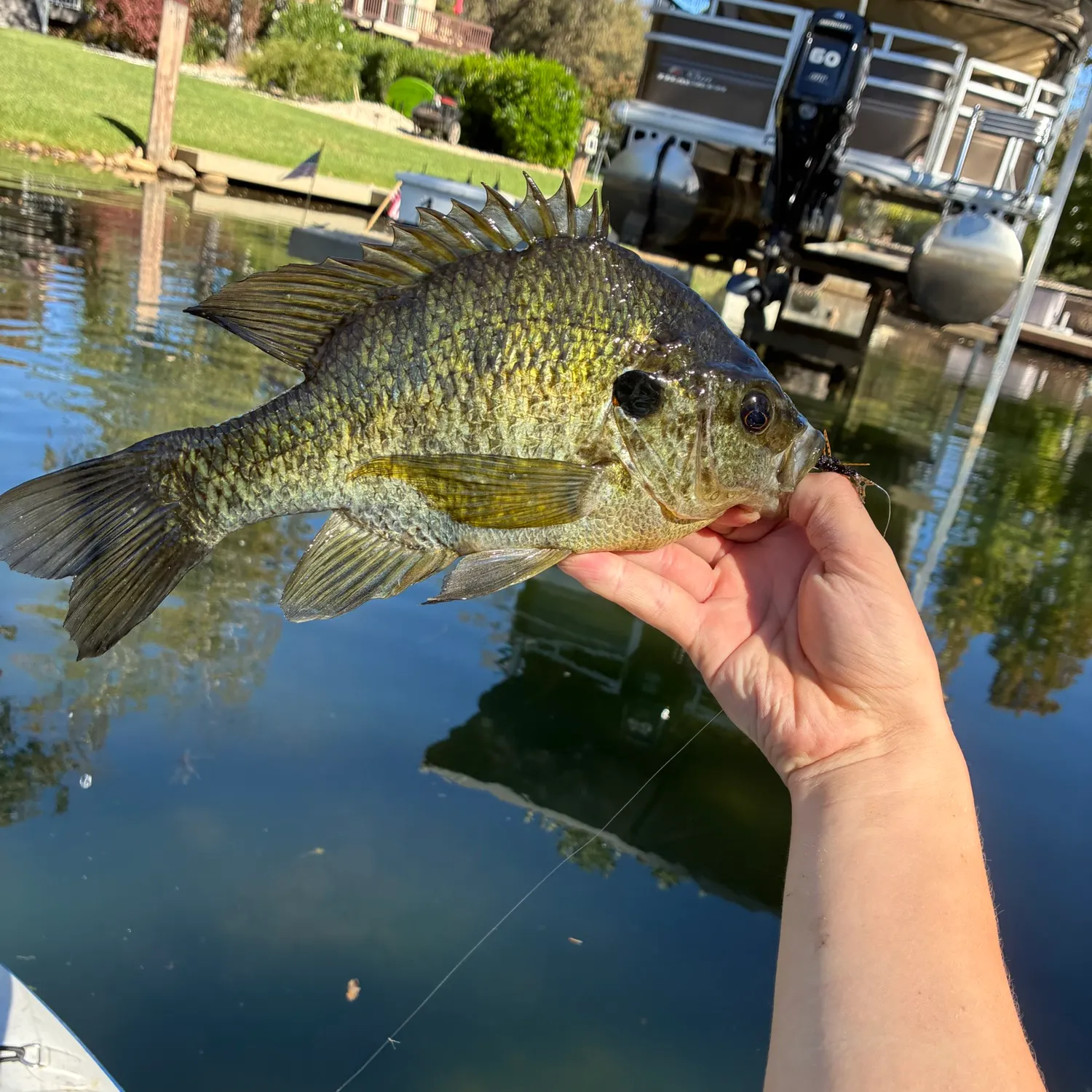 Redear sunfish caught on Fishbrain
