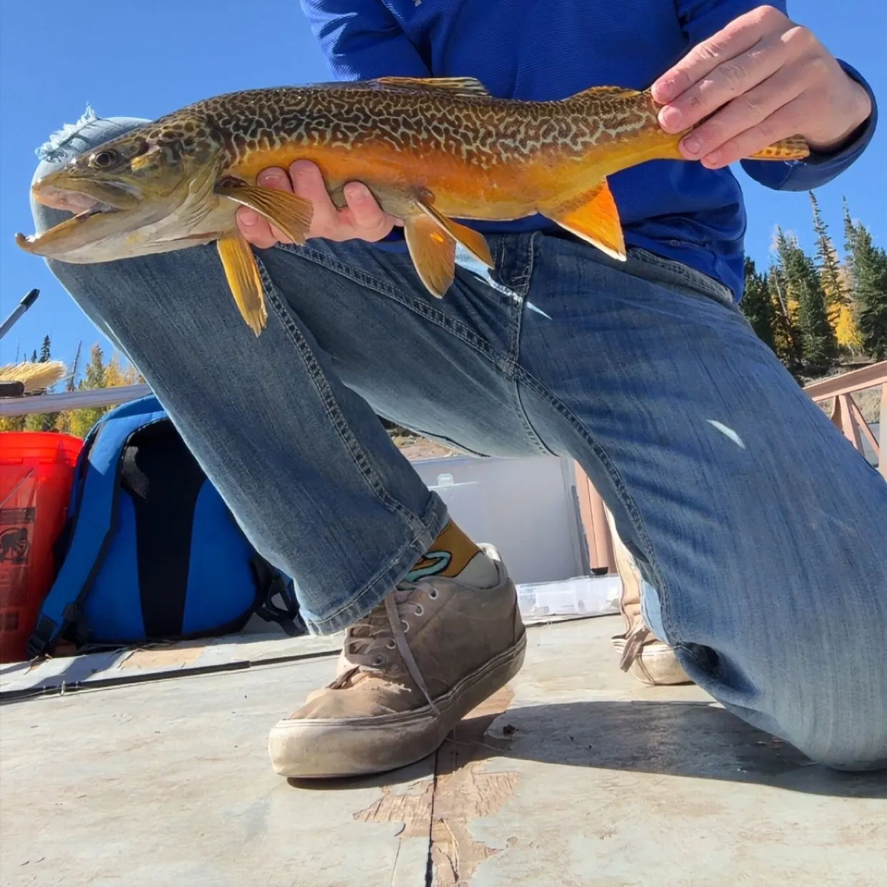 Tiger trout caught on Fishbrain