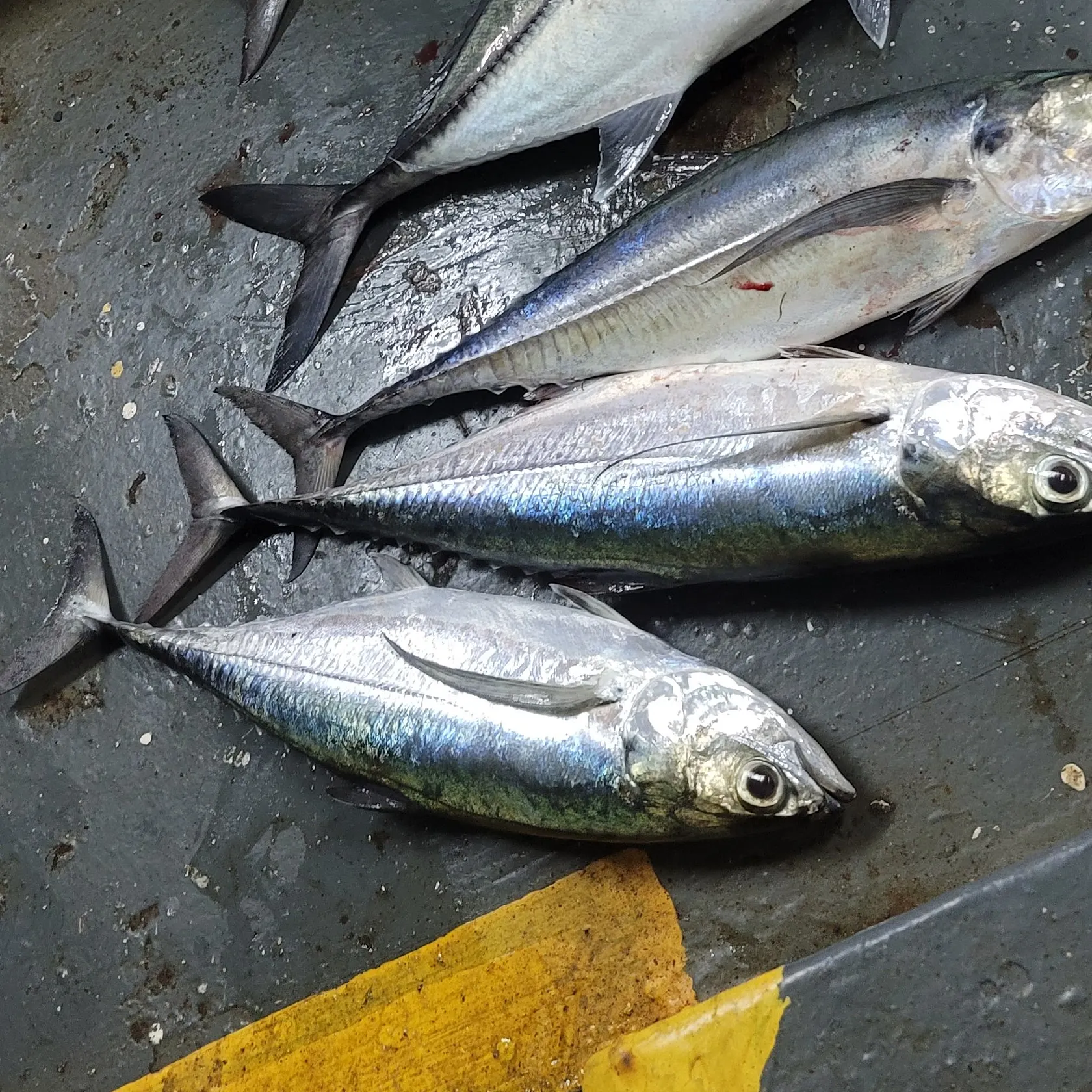 The most recent Torpedo scad catches on Fishbrain