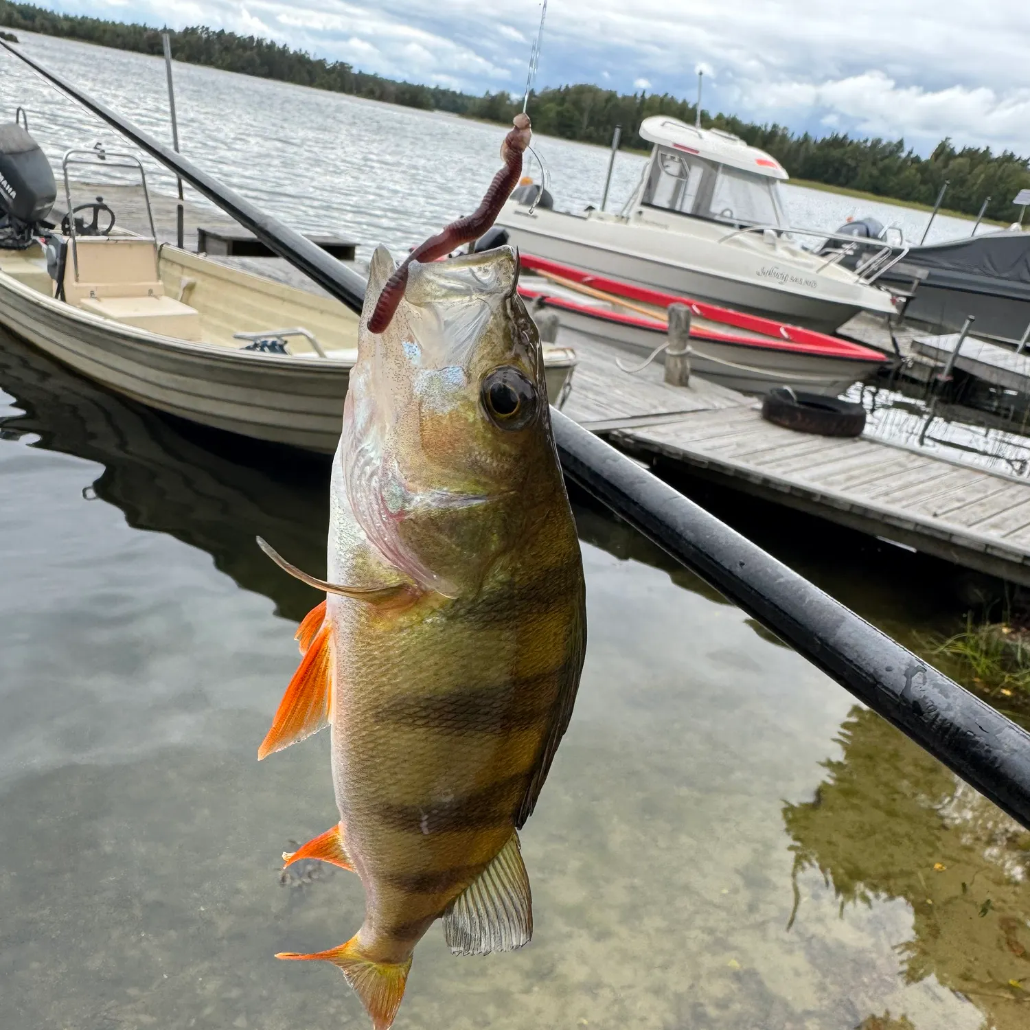 European perch caught on Fishbrain